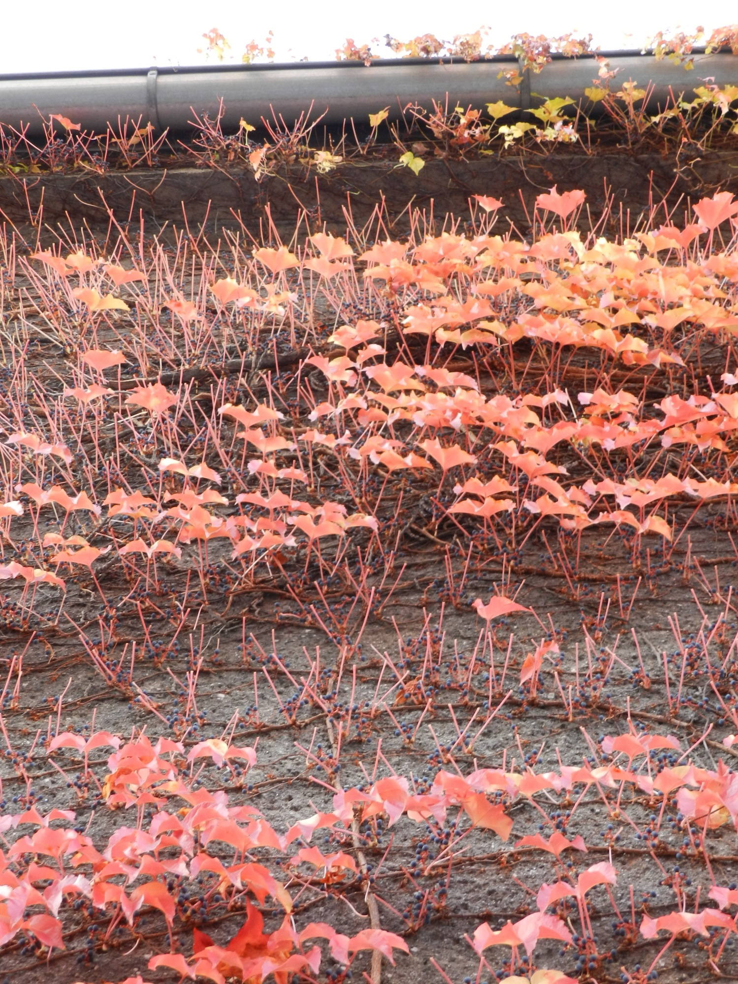 mit roten Blättern bzw. Stielen bewachsenes Haus