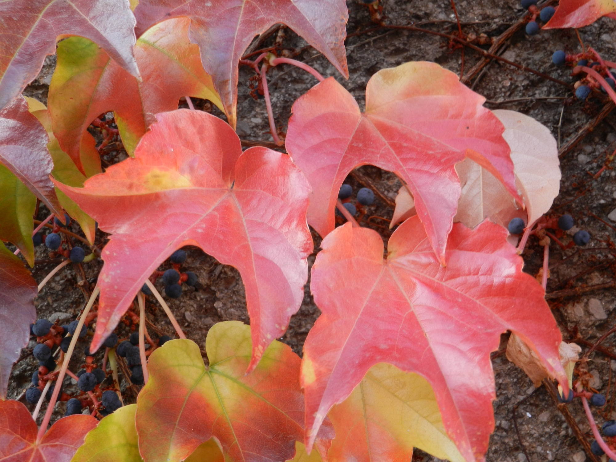 Detail: mit roten Blättern bzw. Stielen bewachsenes Haus