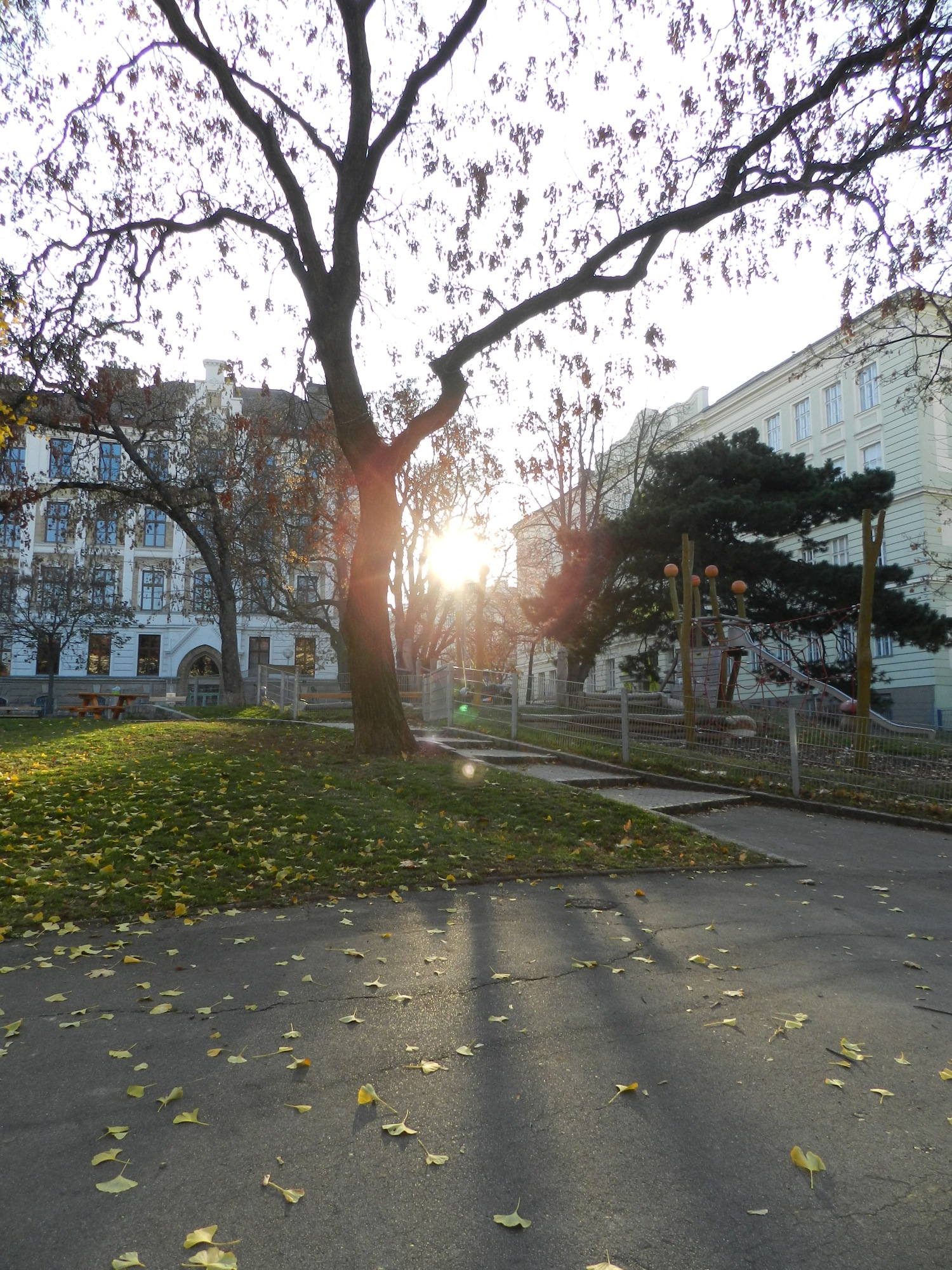 Sonne durch Häuser und Bäume im Marie von Ebner-Eschenbach-Park