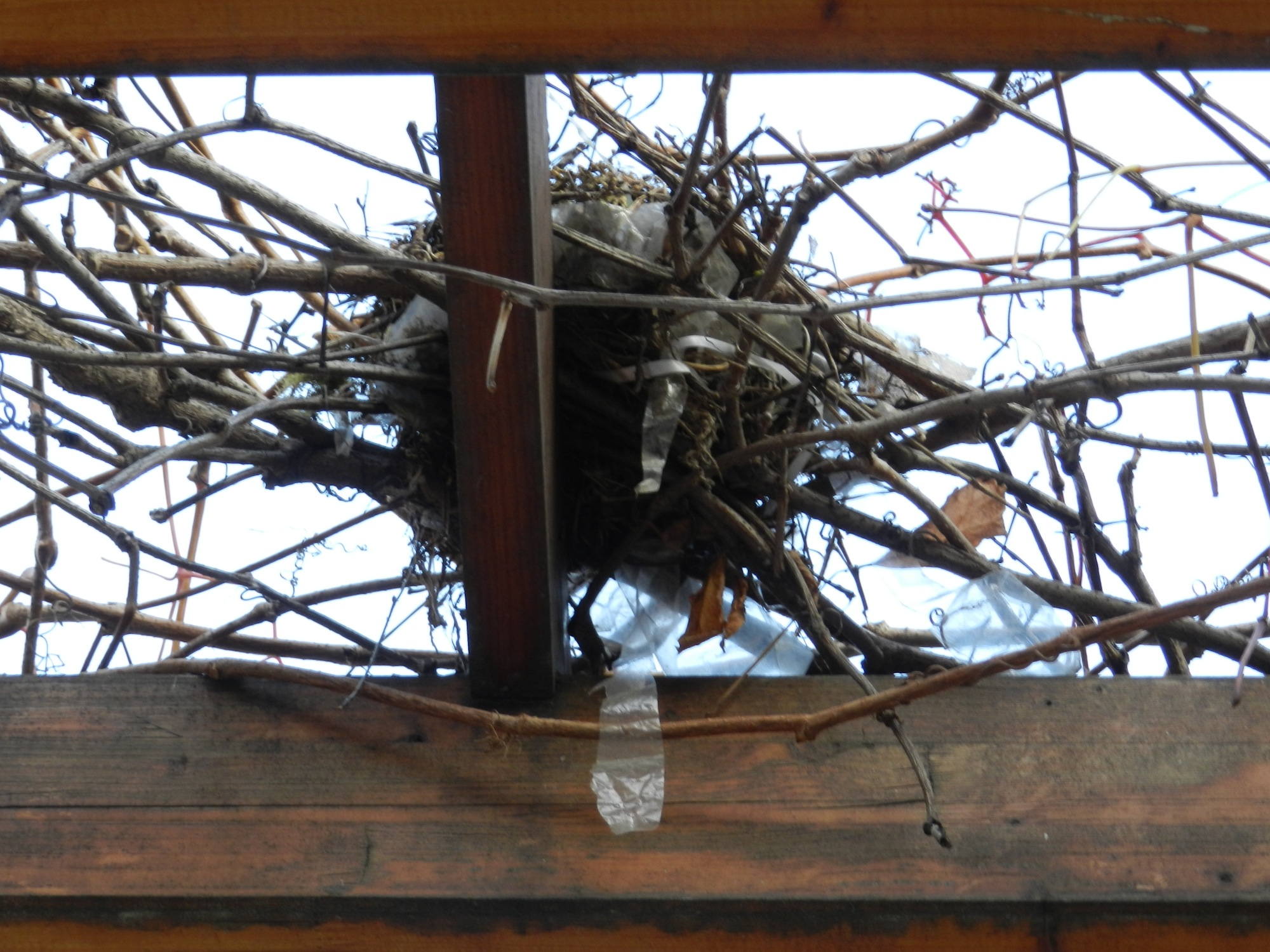Verlassenes Vogelnest aus nicht ganz natürlichem Material