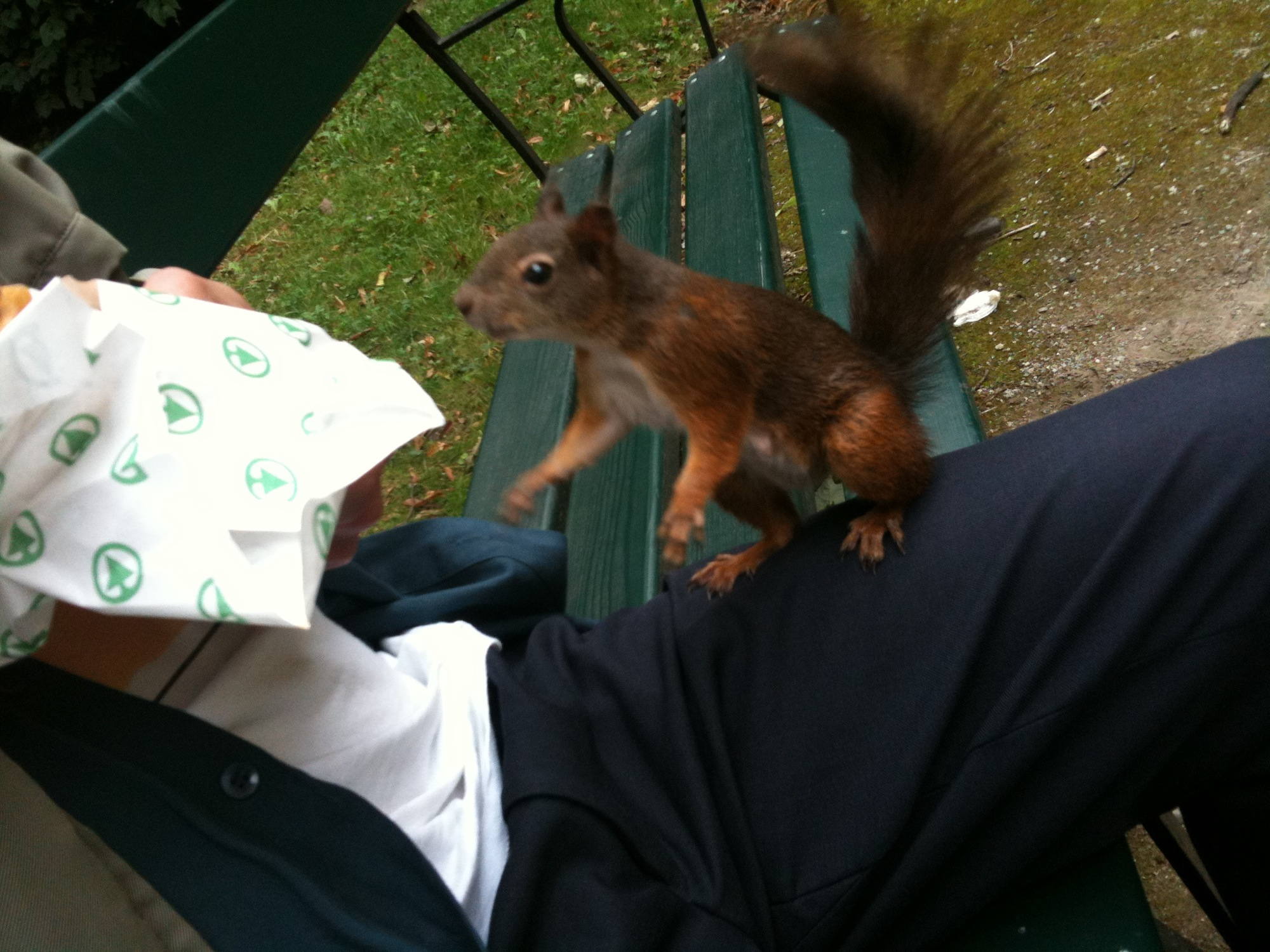 aufdringliches Eichhörnchen bettelt um Futter