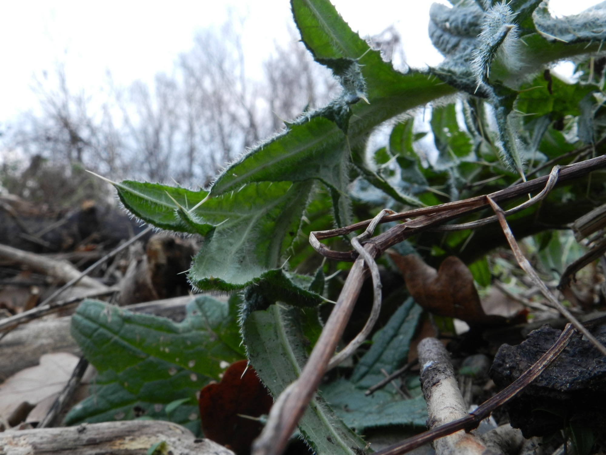 winterliches Grünzeug aus Bodenperspektive