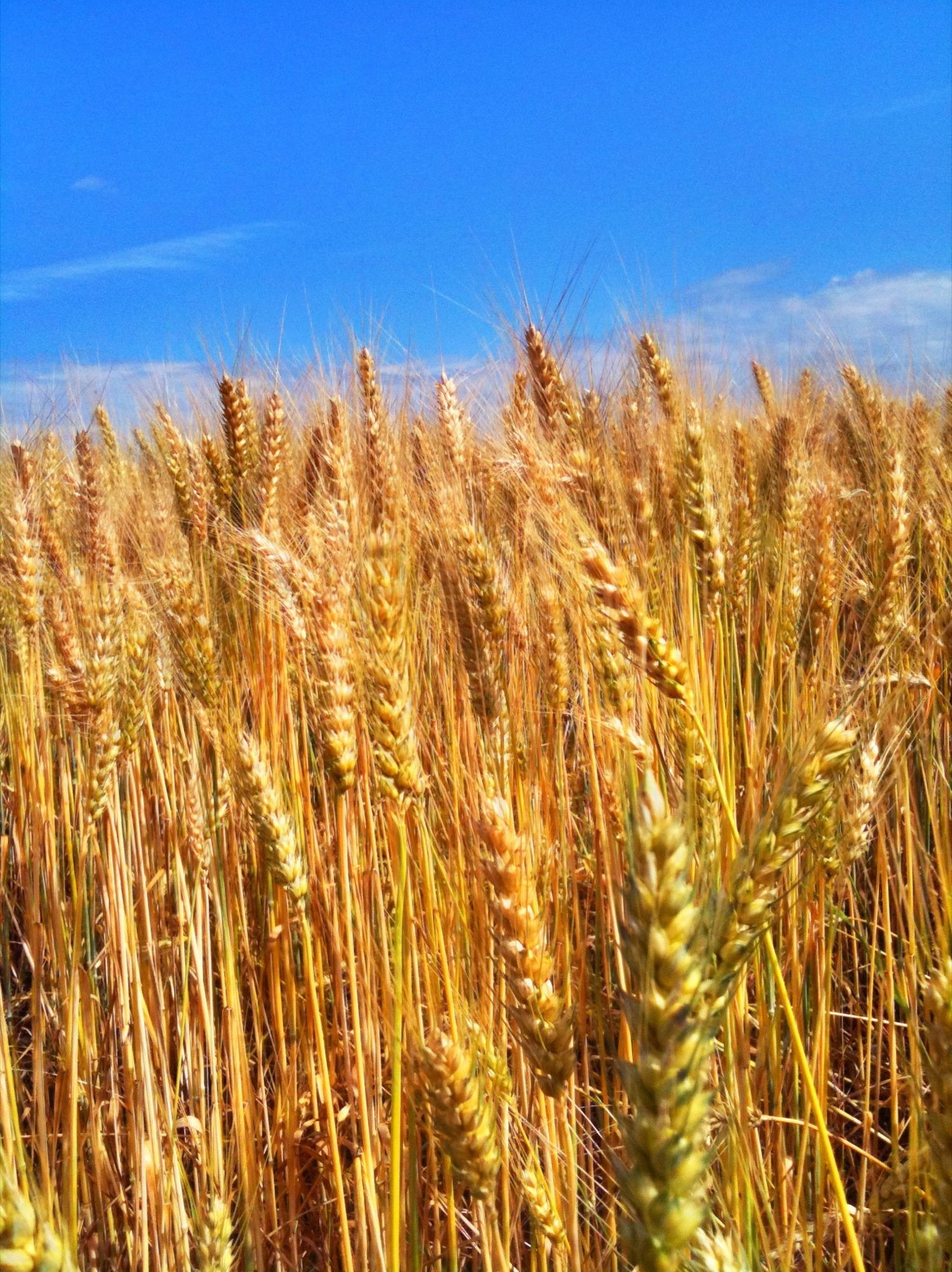 Getreide im Sonnenschein