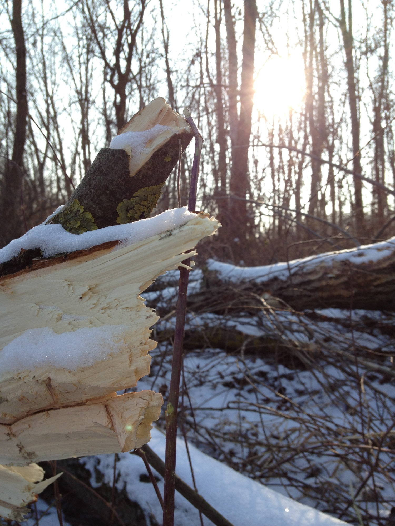 Wintersonne durch die Bäume in der schneebedeckten Stockerauer Au