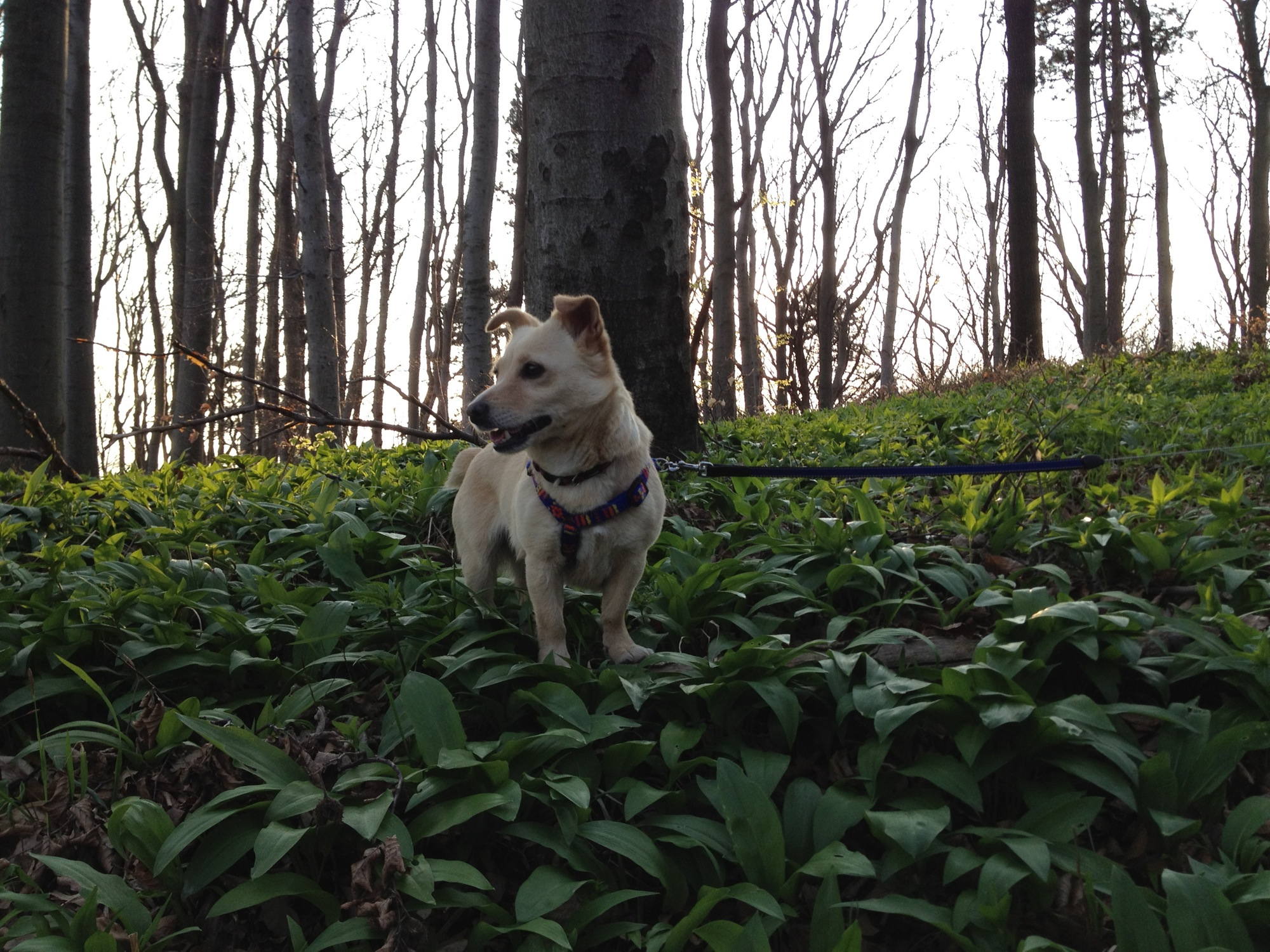 der Hund im Bärlauchgemüse