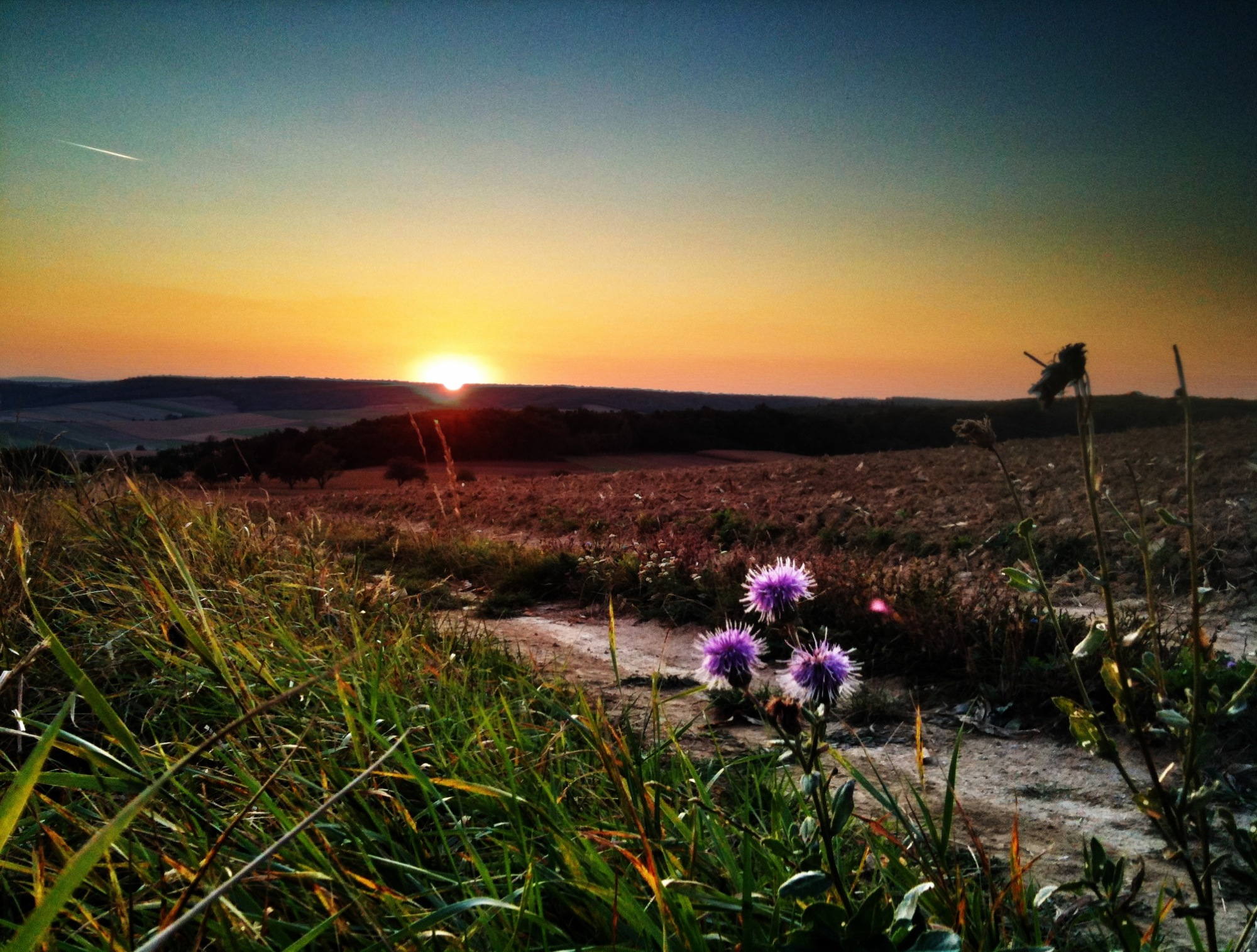 HDR Aufnahme einer Distelblüte in der Abendsonne
