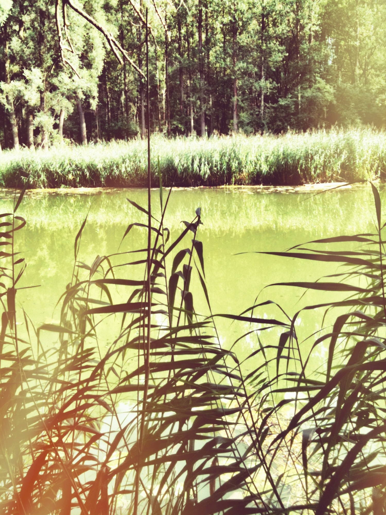 Krumpenwasser in der Stockerauer Au