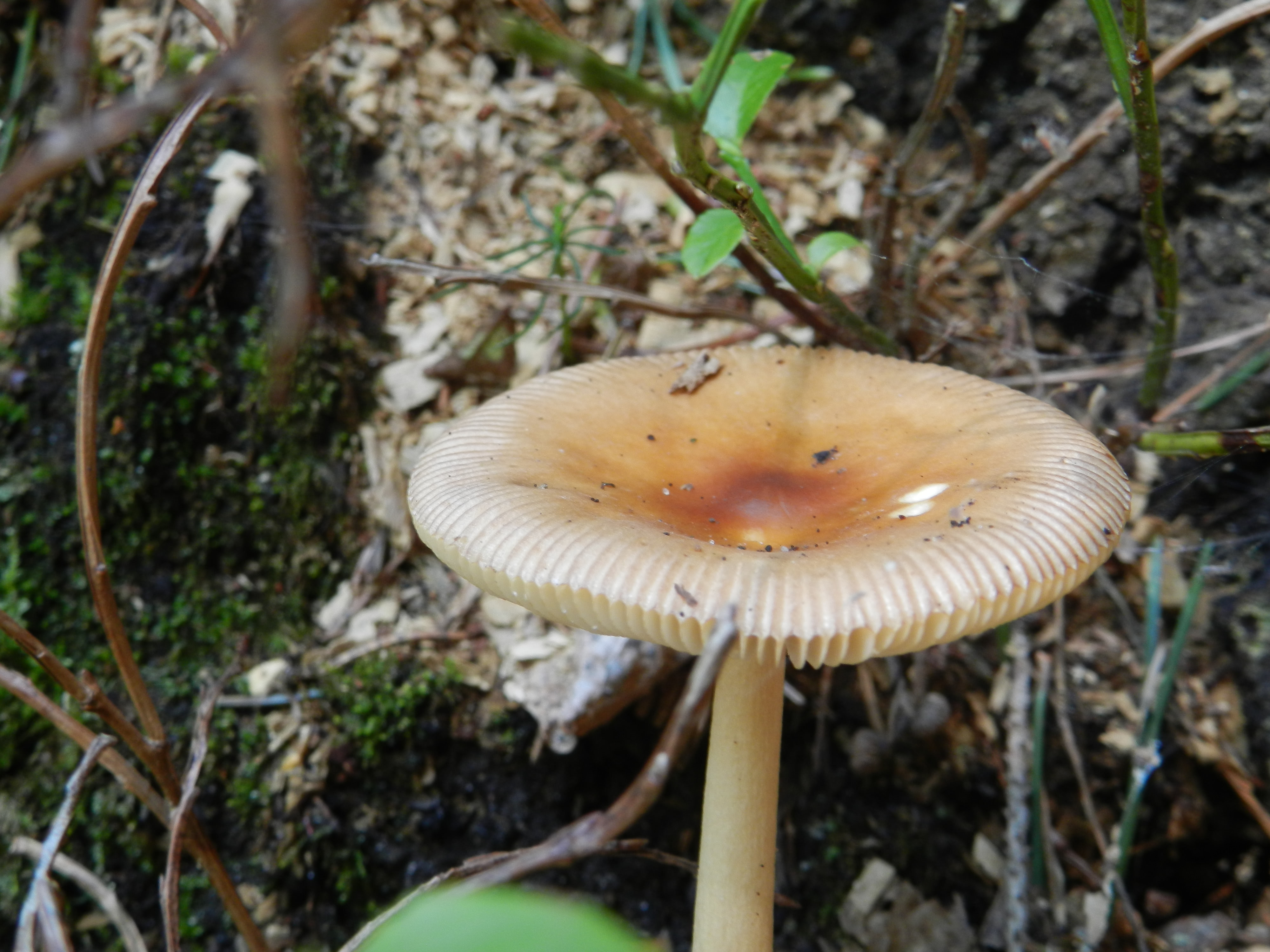 Makroaufnahme von Pilzlamellen