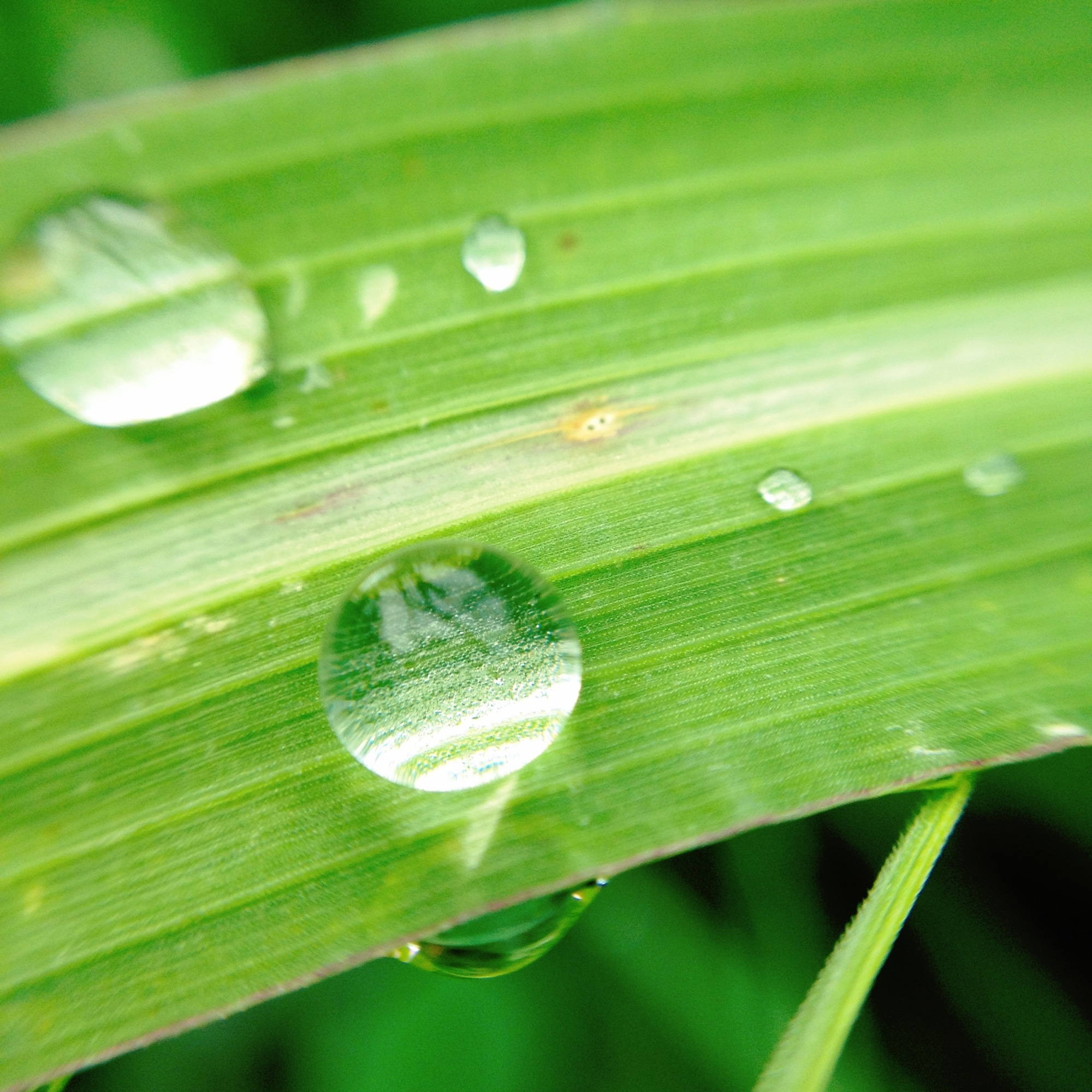 Makro: Tropfen auf Grashalm