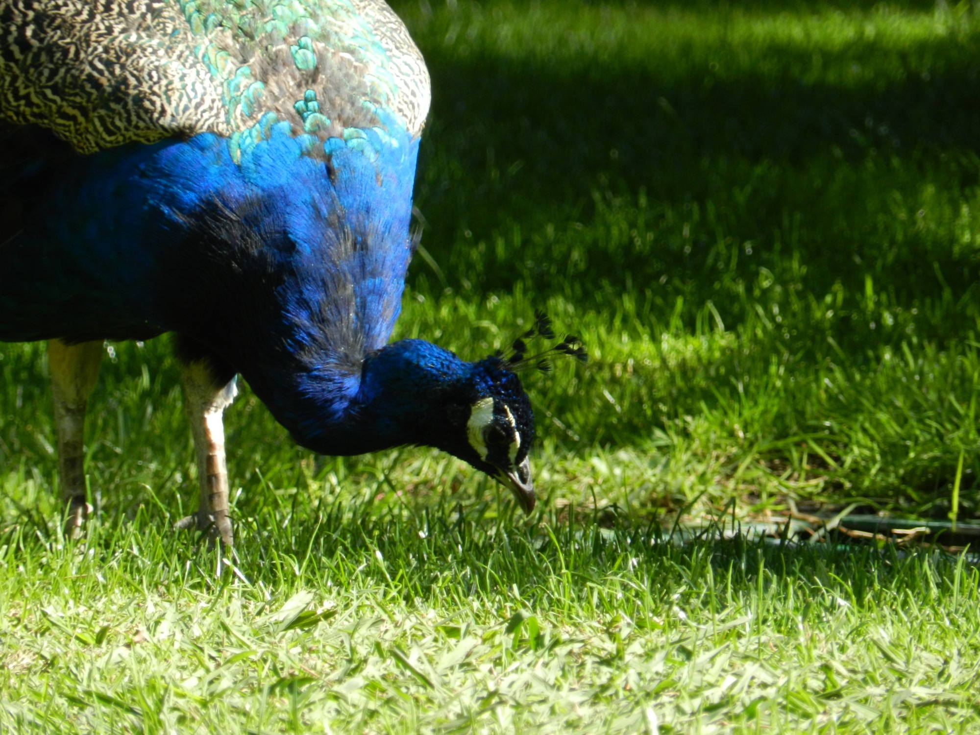 Pfau im Parque del Retiro