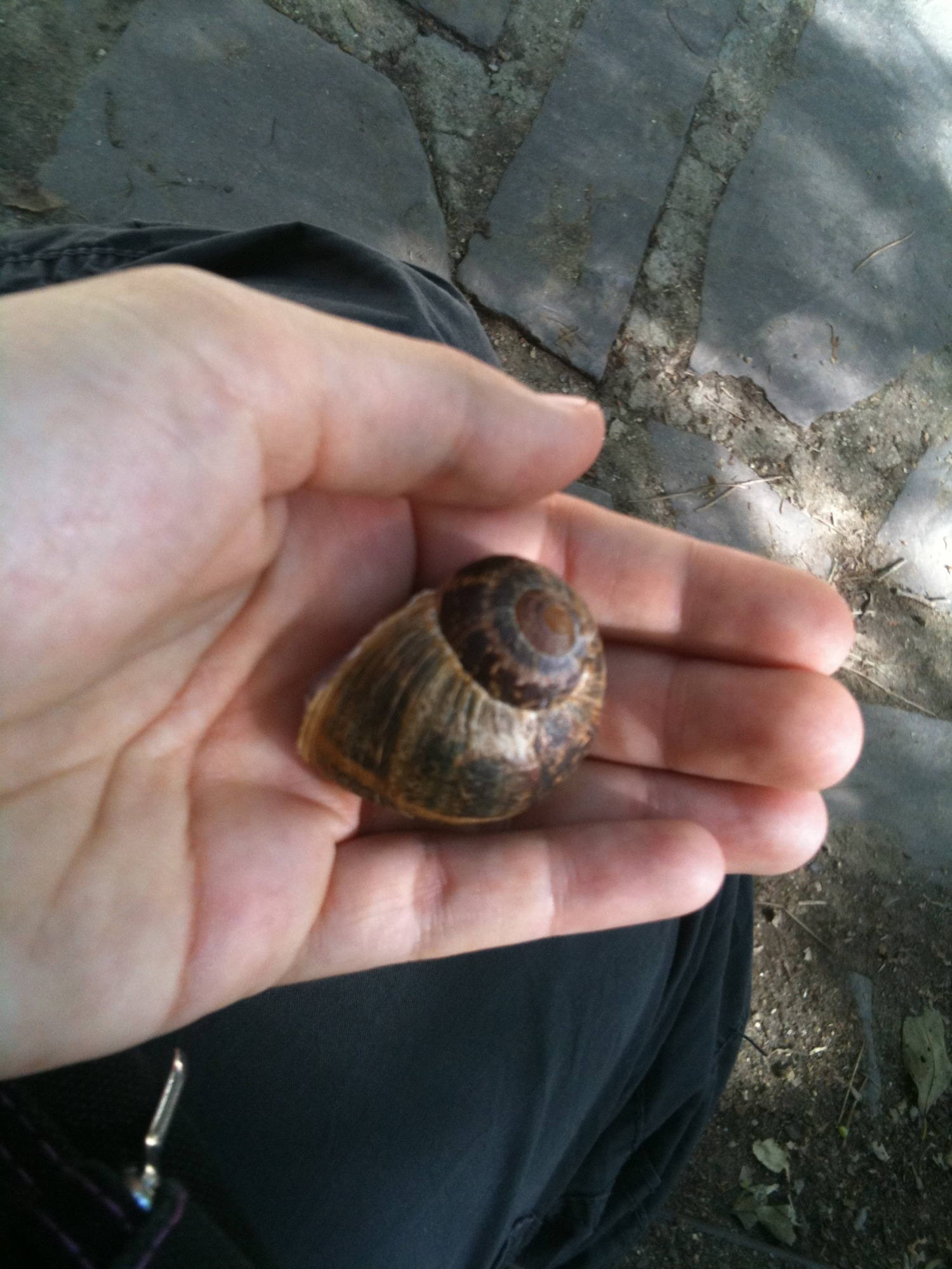 Nano im Schneckengehäuse