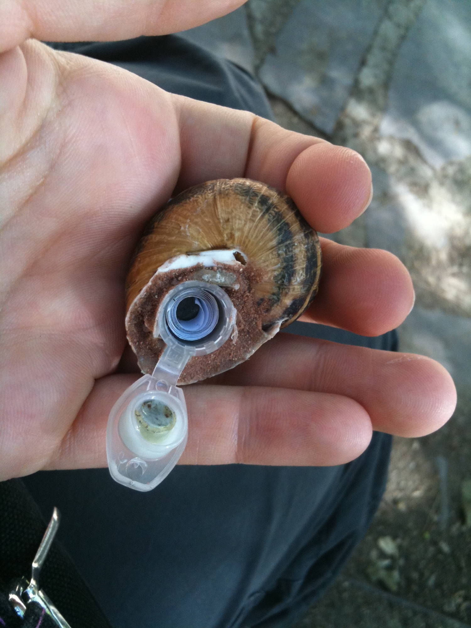 Nano im Schneckengehäuse