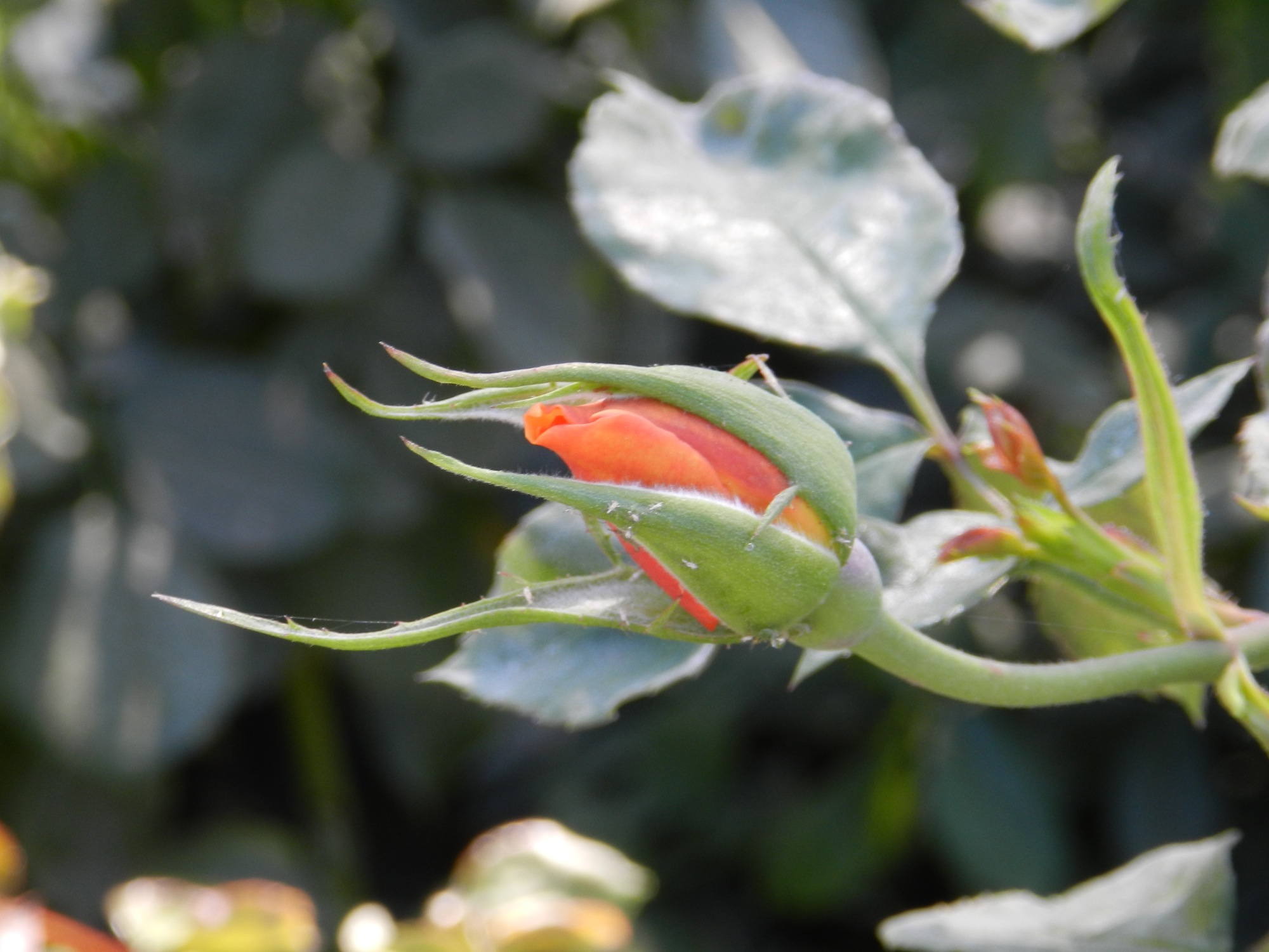 Rose im Parque del Retiro