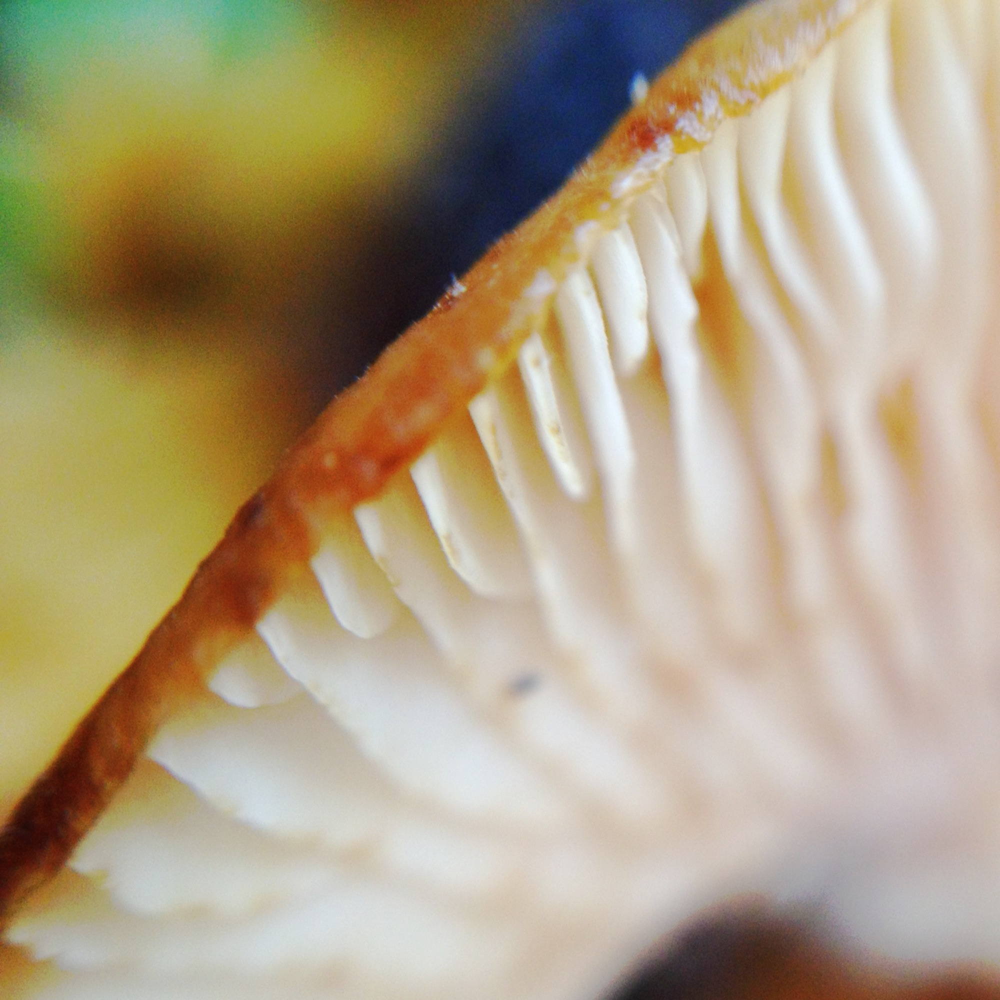 Makroaufnahme eines Pilzes mit Lamellen