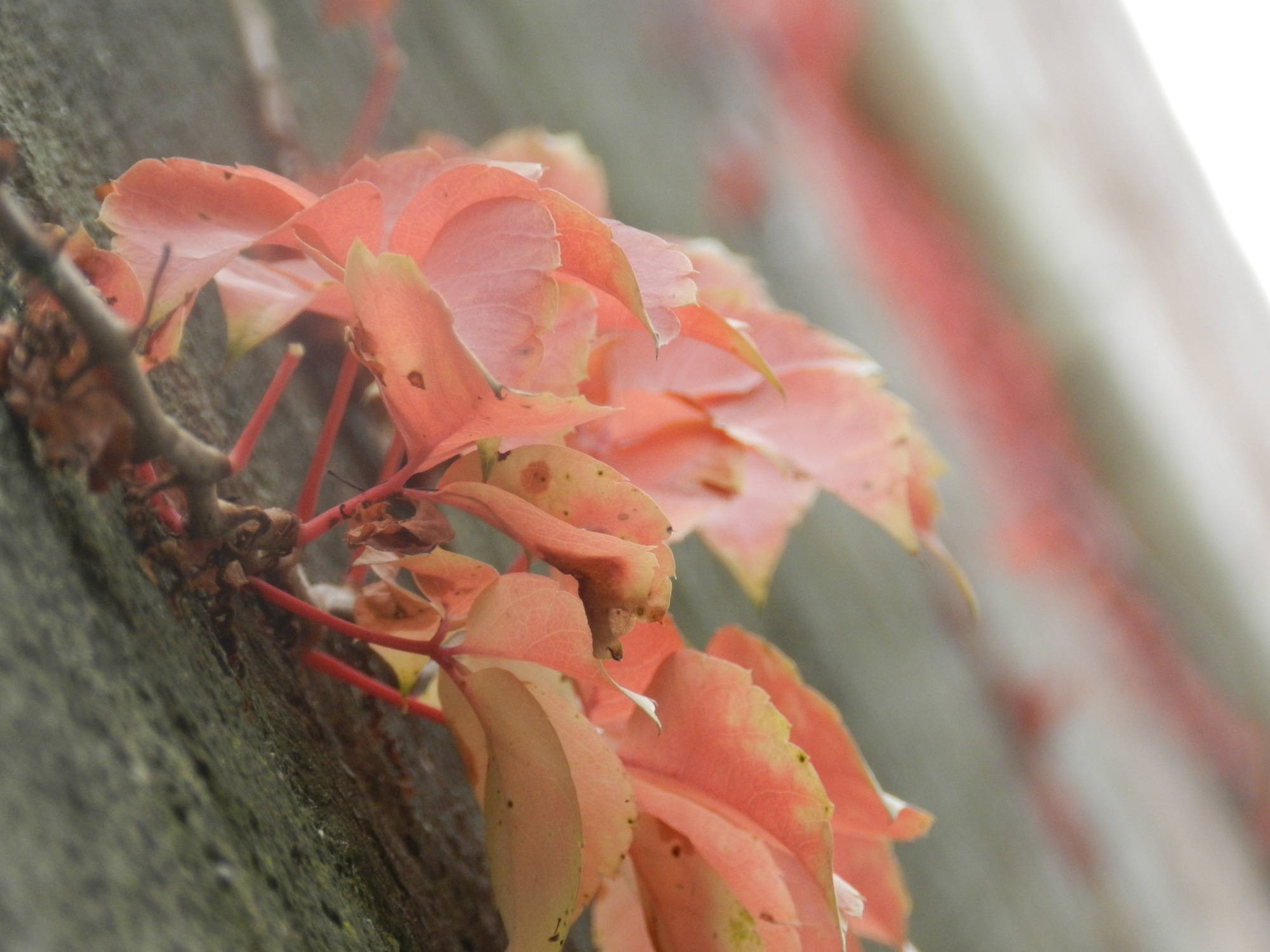 Detailaufnahme einer Blattkombination an einer mit roten Blättern bewachsenen Wand