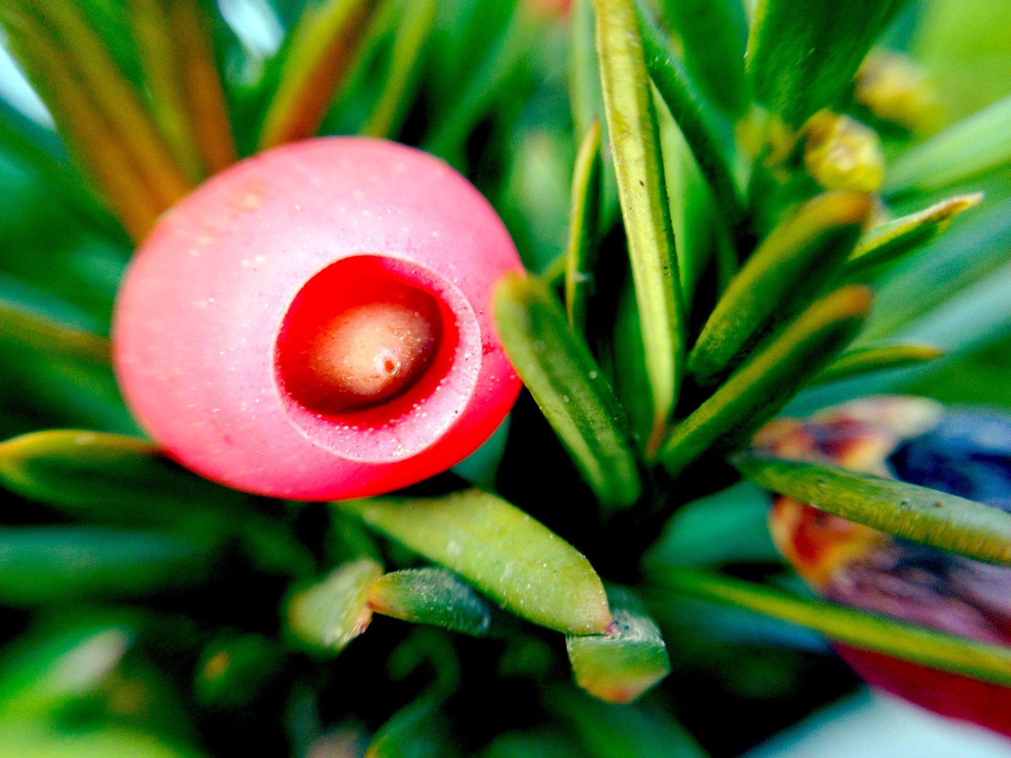 Makroaufnahme einer Eibenfrucht