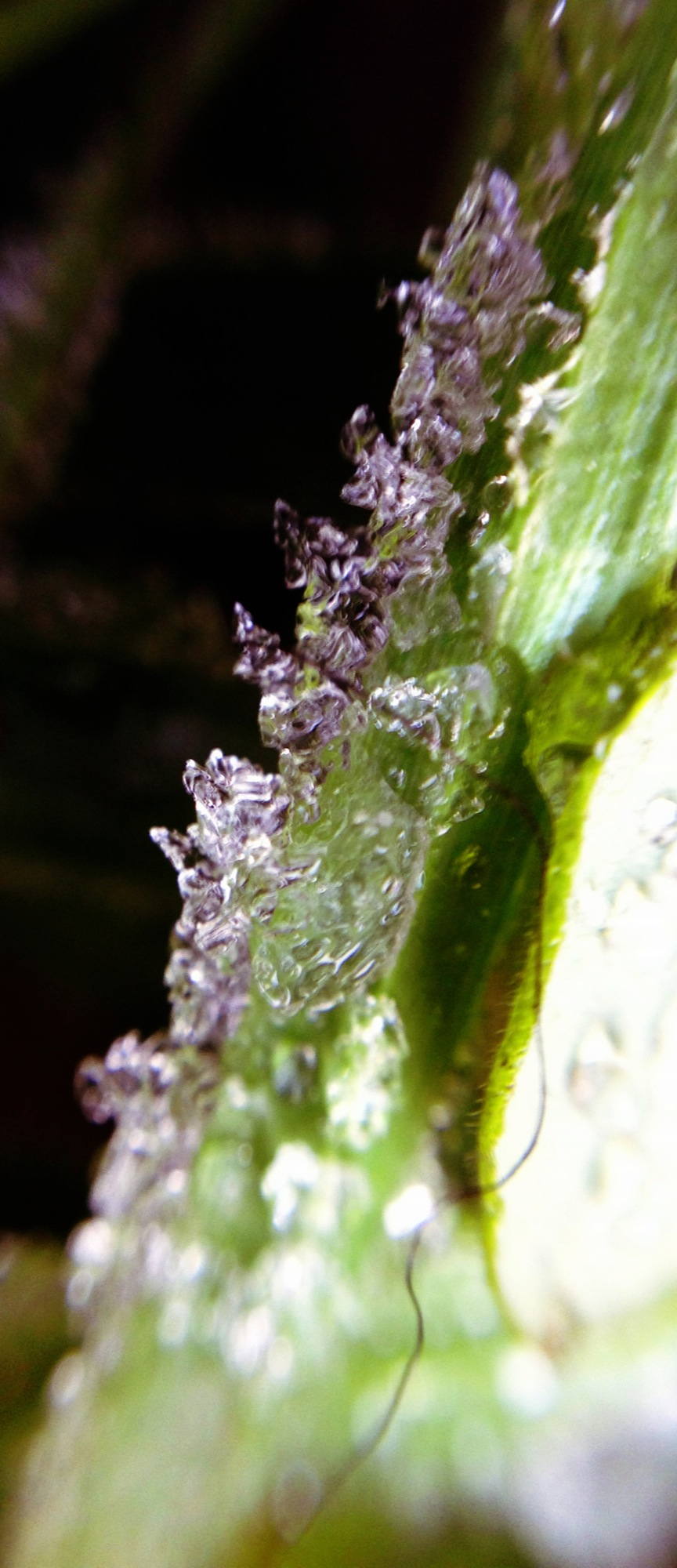 Makroaufnahme: Eis auf Grün