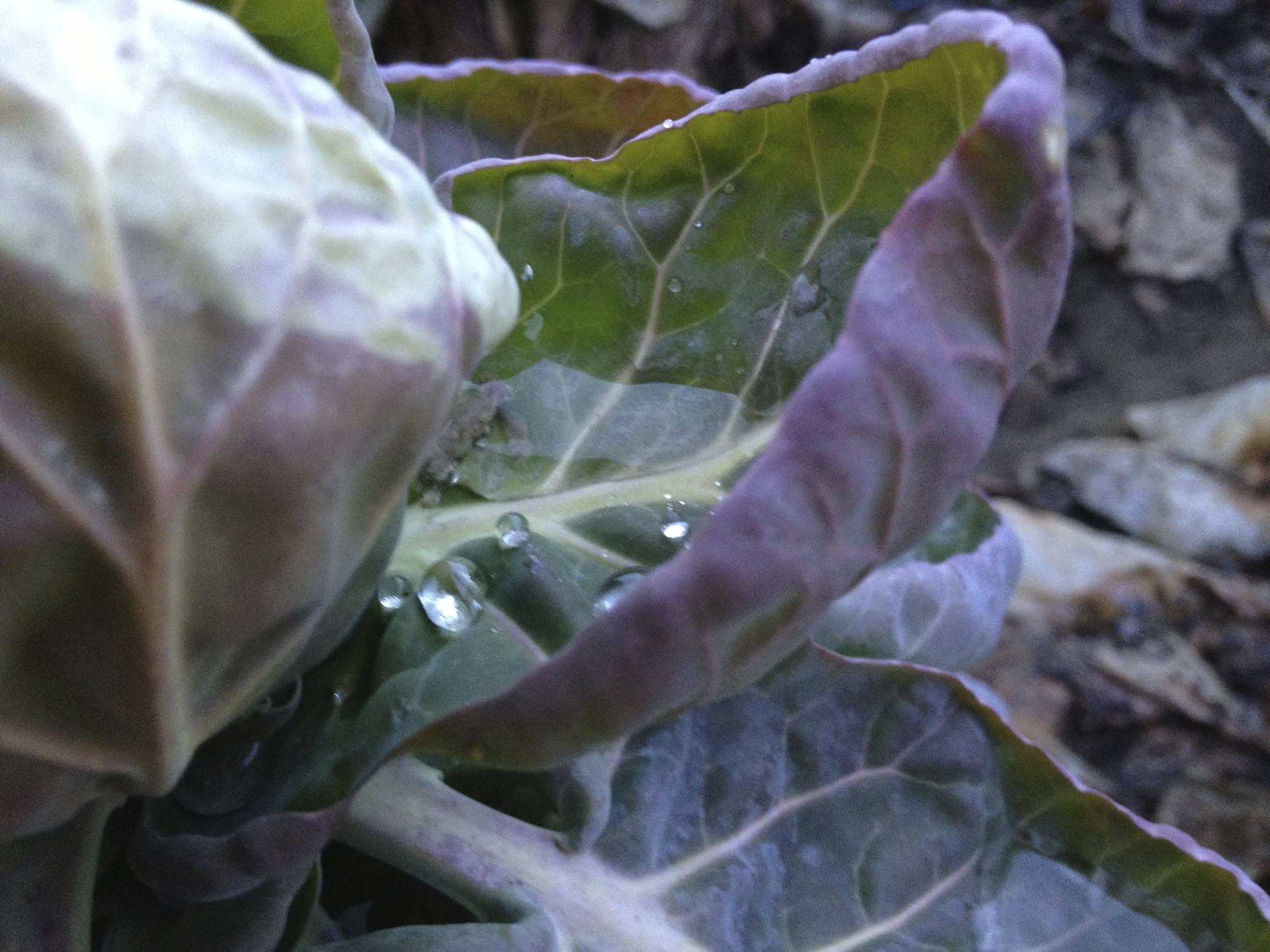 Wasser im abstehenden Blatt eines Kohlkopfs
