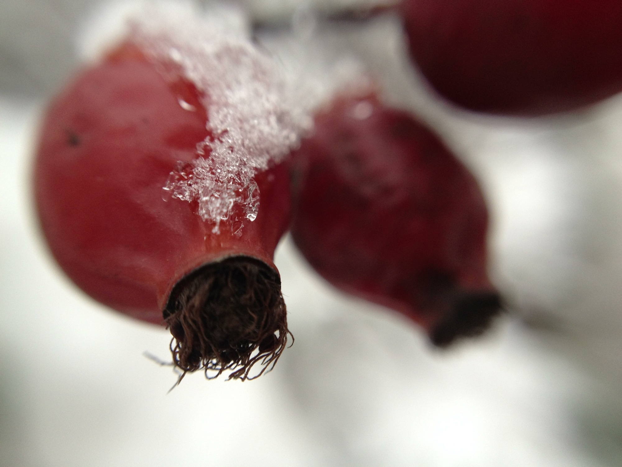 Makroaufnahme einer Hagebutte mit Schneedekoration