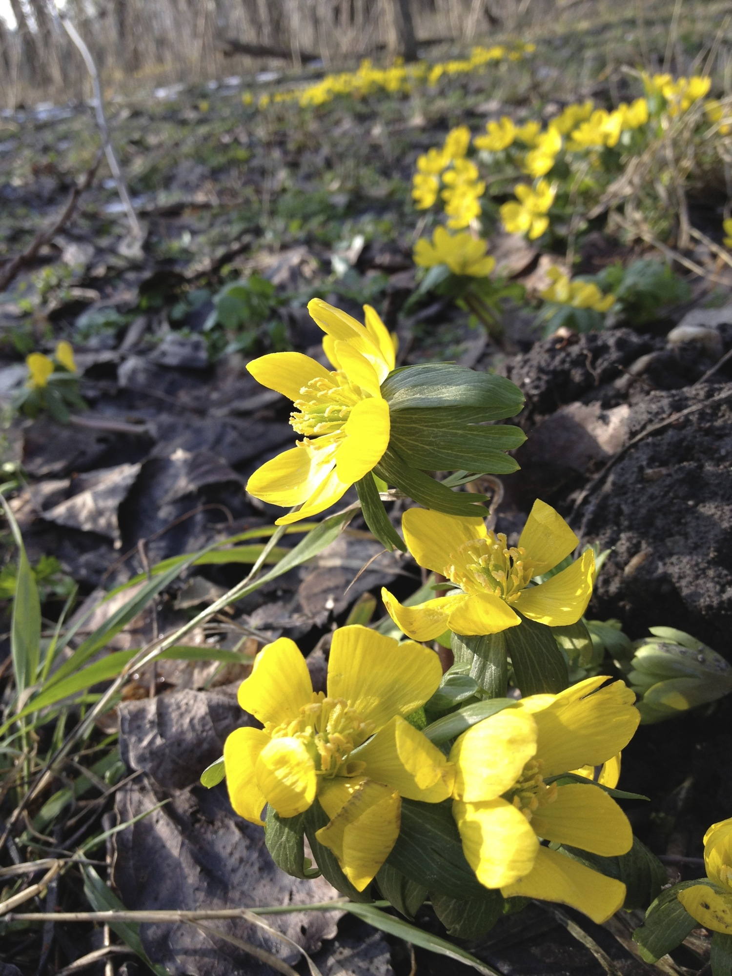 Frühlingsblümchen, immer wieder eine Freude