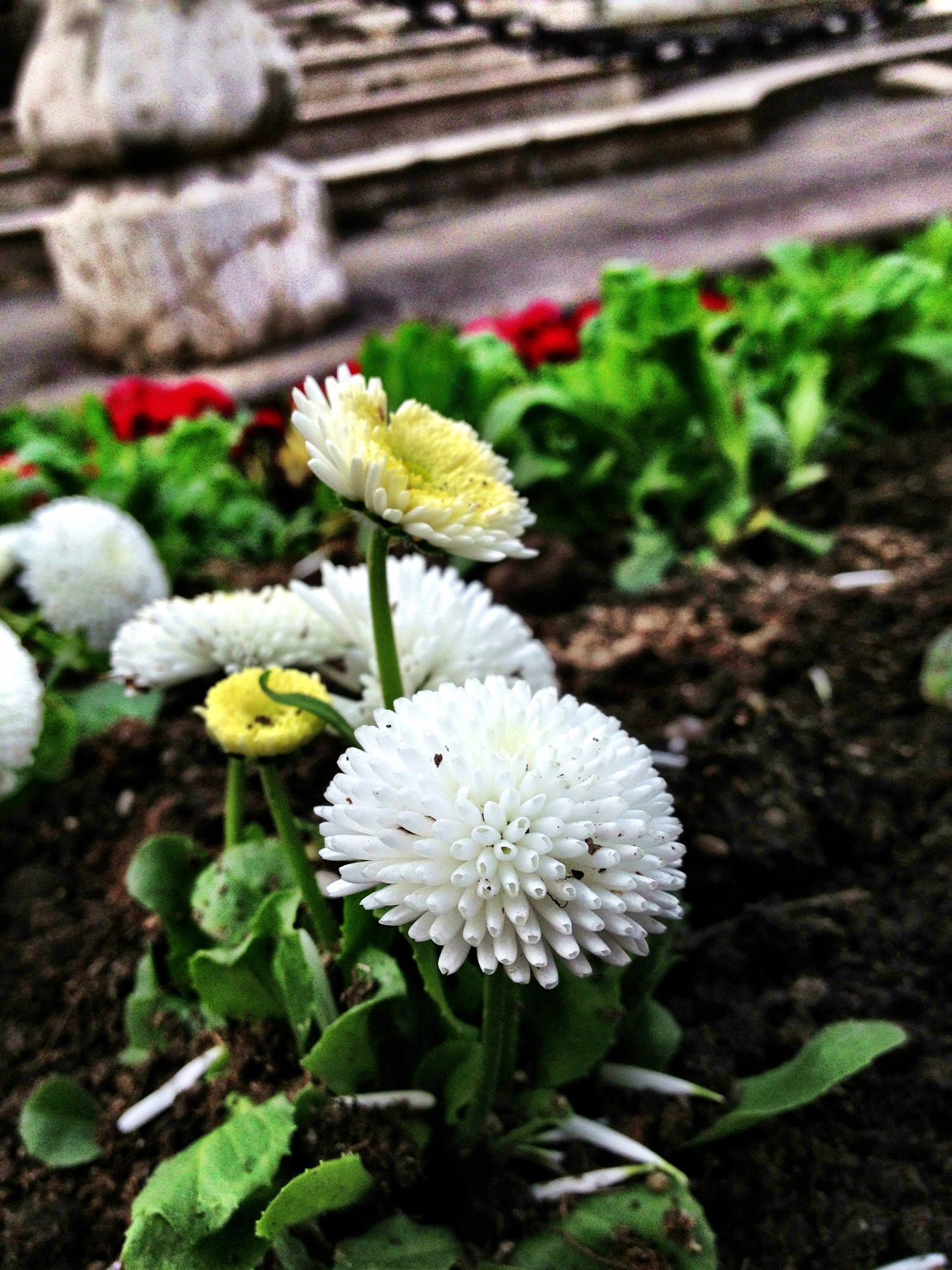 Blumendetail vom Linzer Hauptplatz