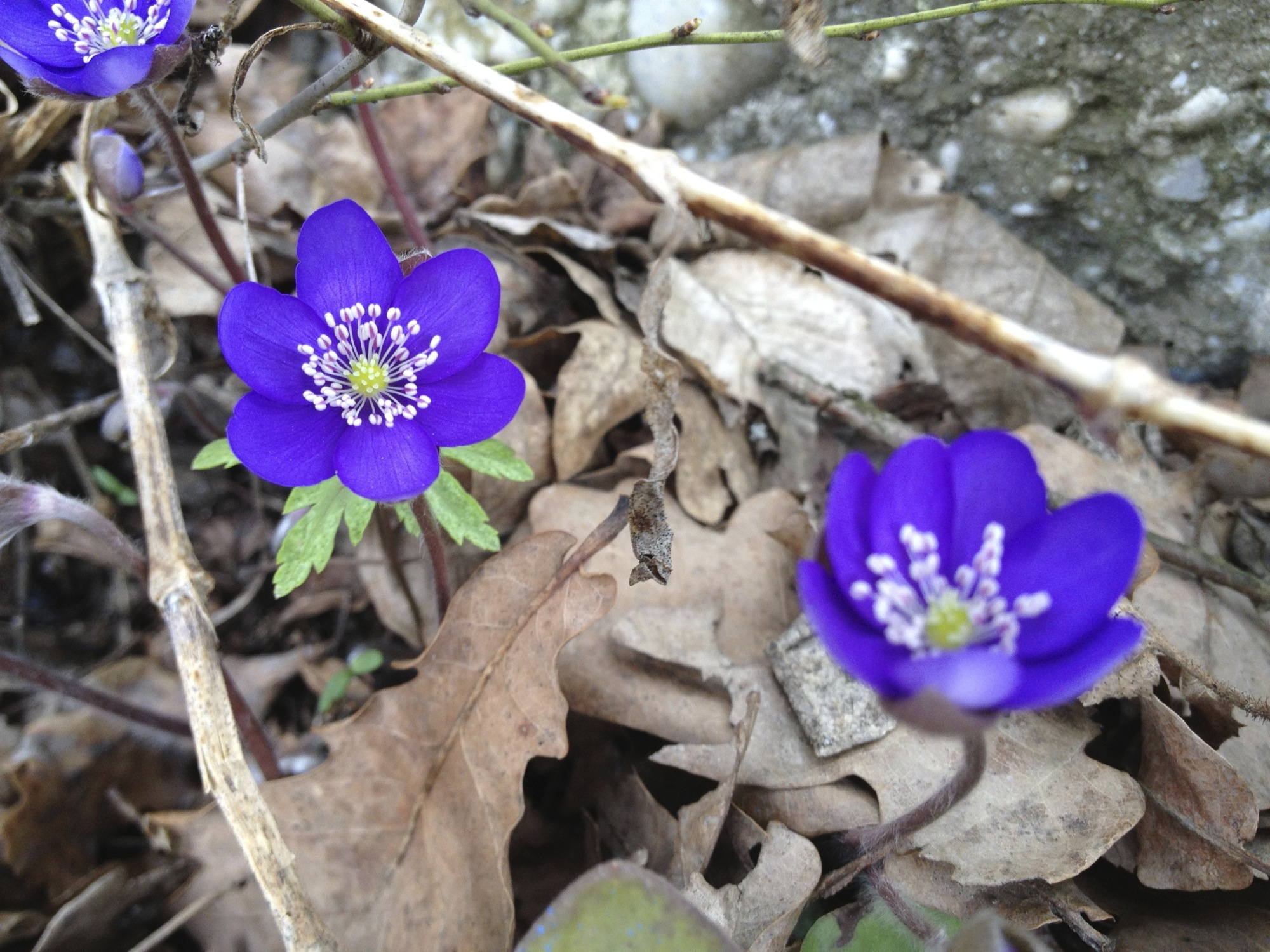 Blümchen wachsen aus dem braunen Herbstlaub heraus
