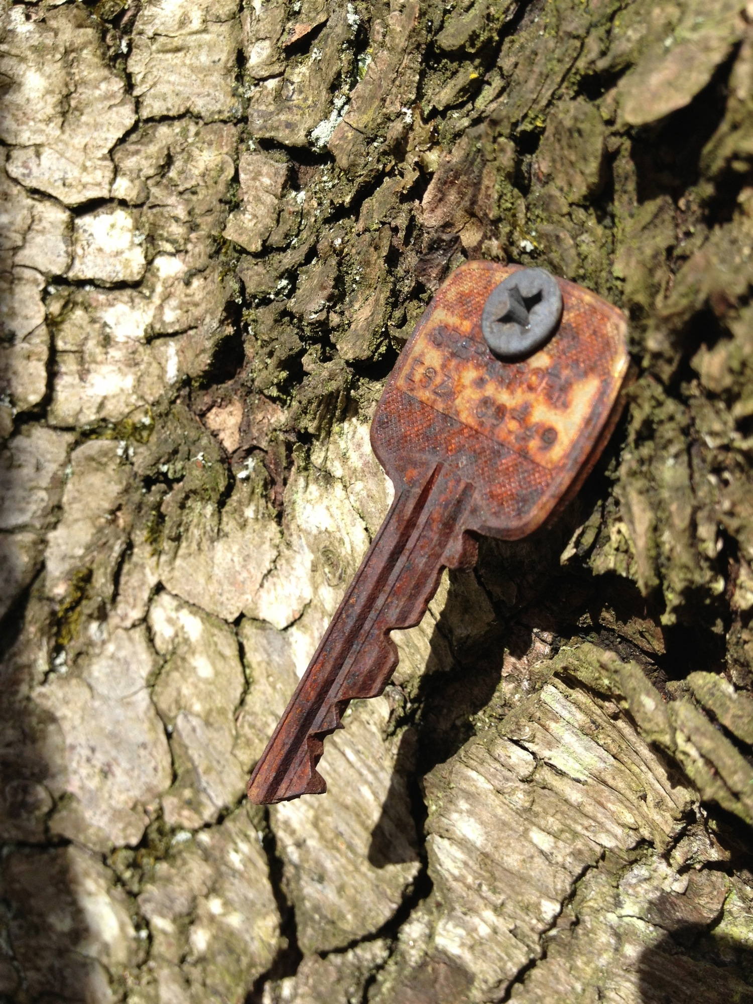 rostiger Schlüssel an den Baum genagelt