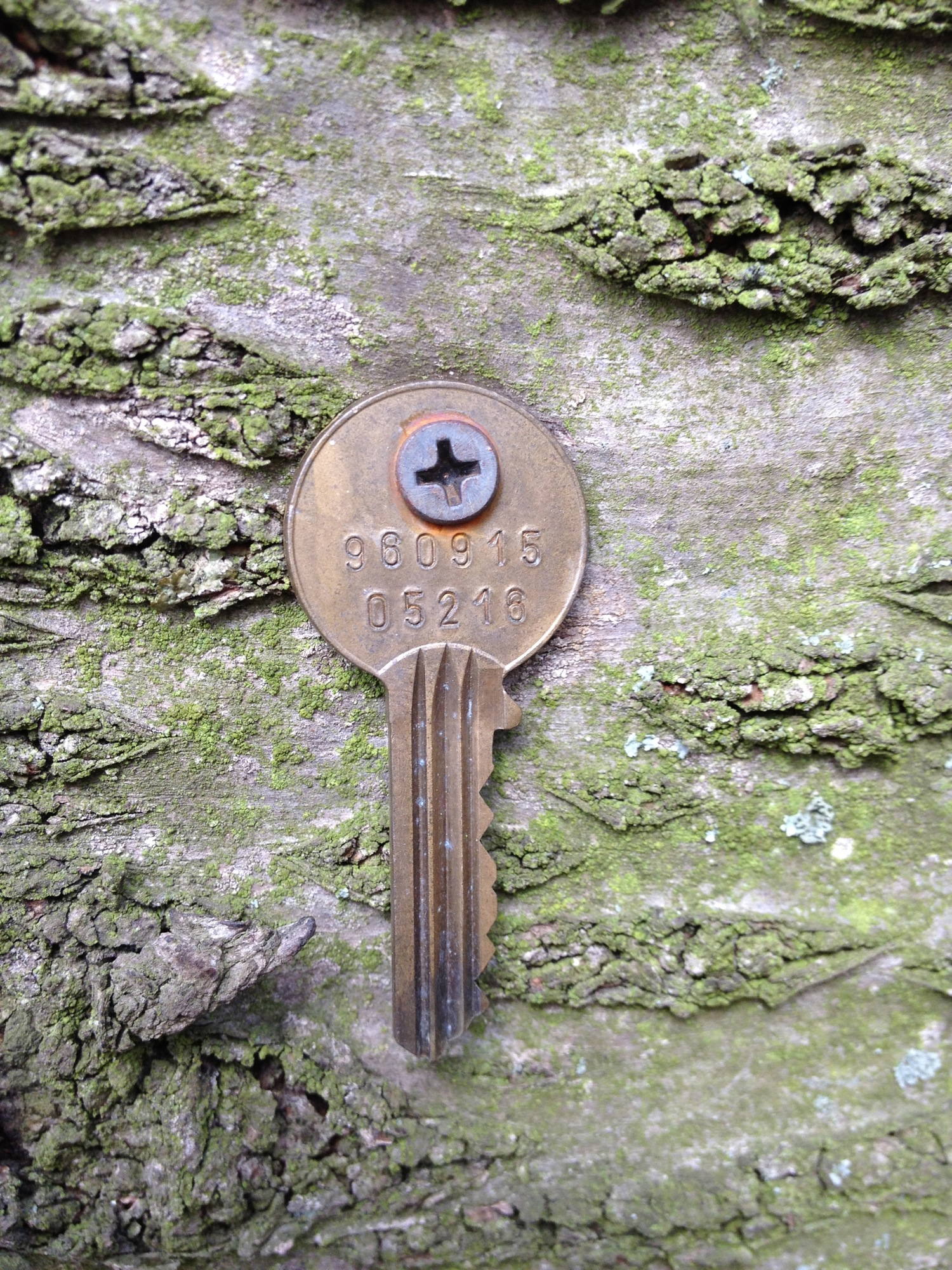 Schlüssel nah am Baum