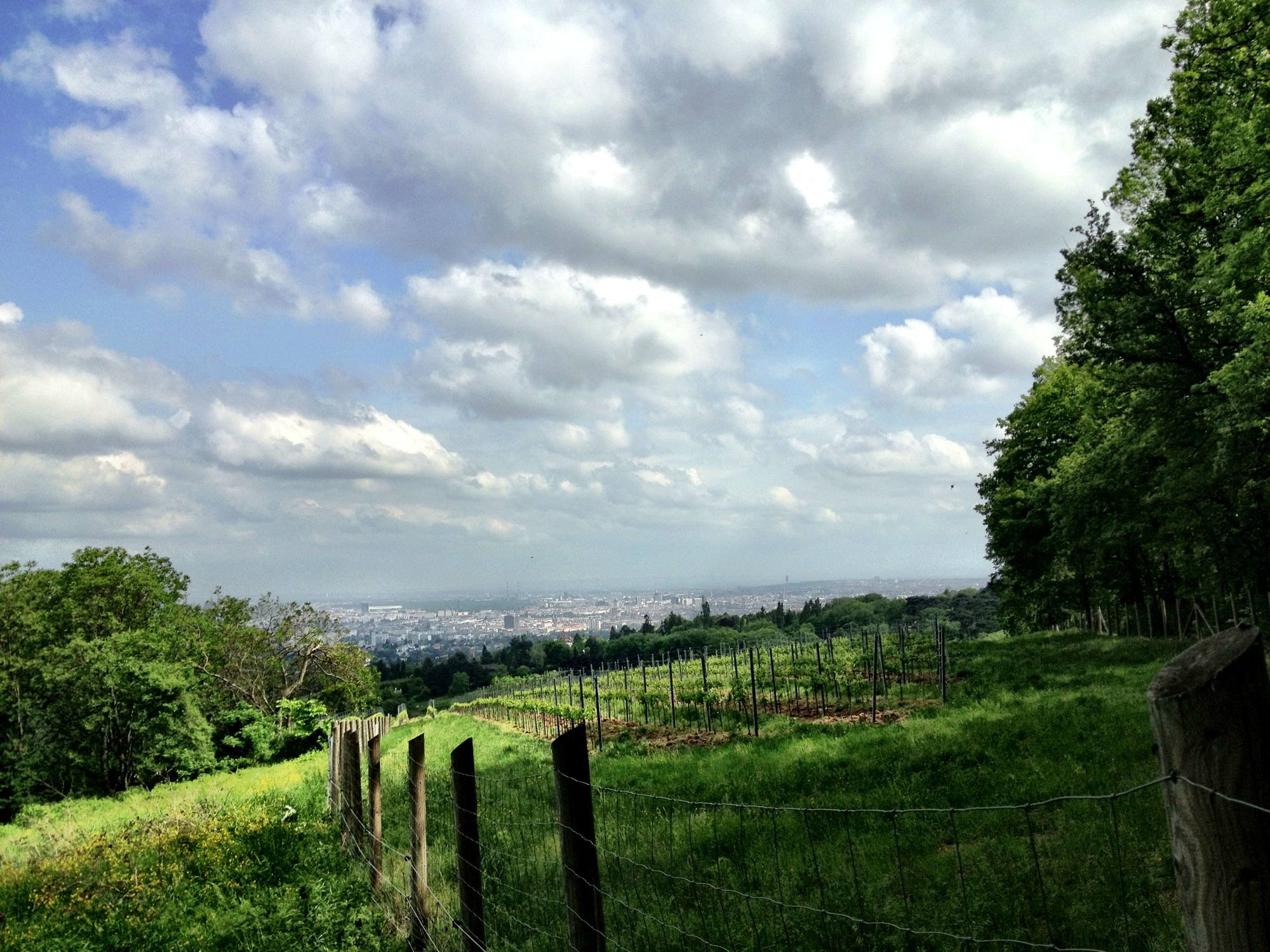 Aussicht über die Wiener Weingärten am Kahlenberg auf die Westseite der Stadt