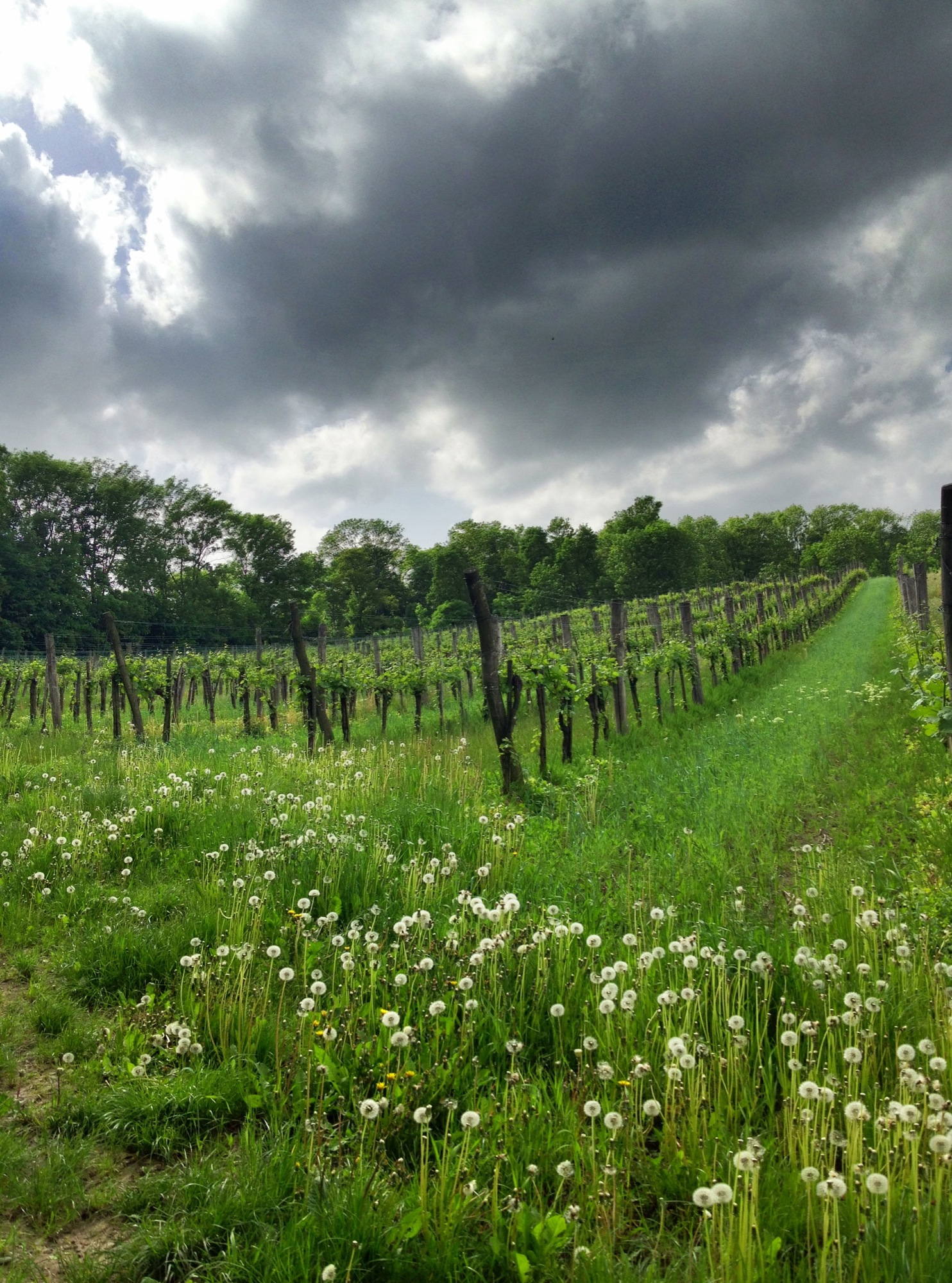 Bedrohliche Wolken ziehen über den Weingärten heran