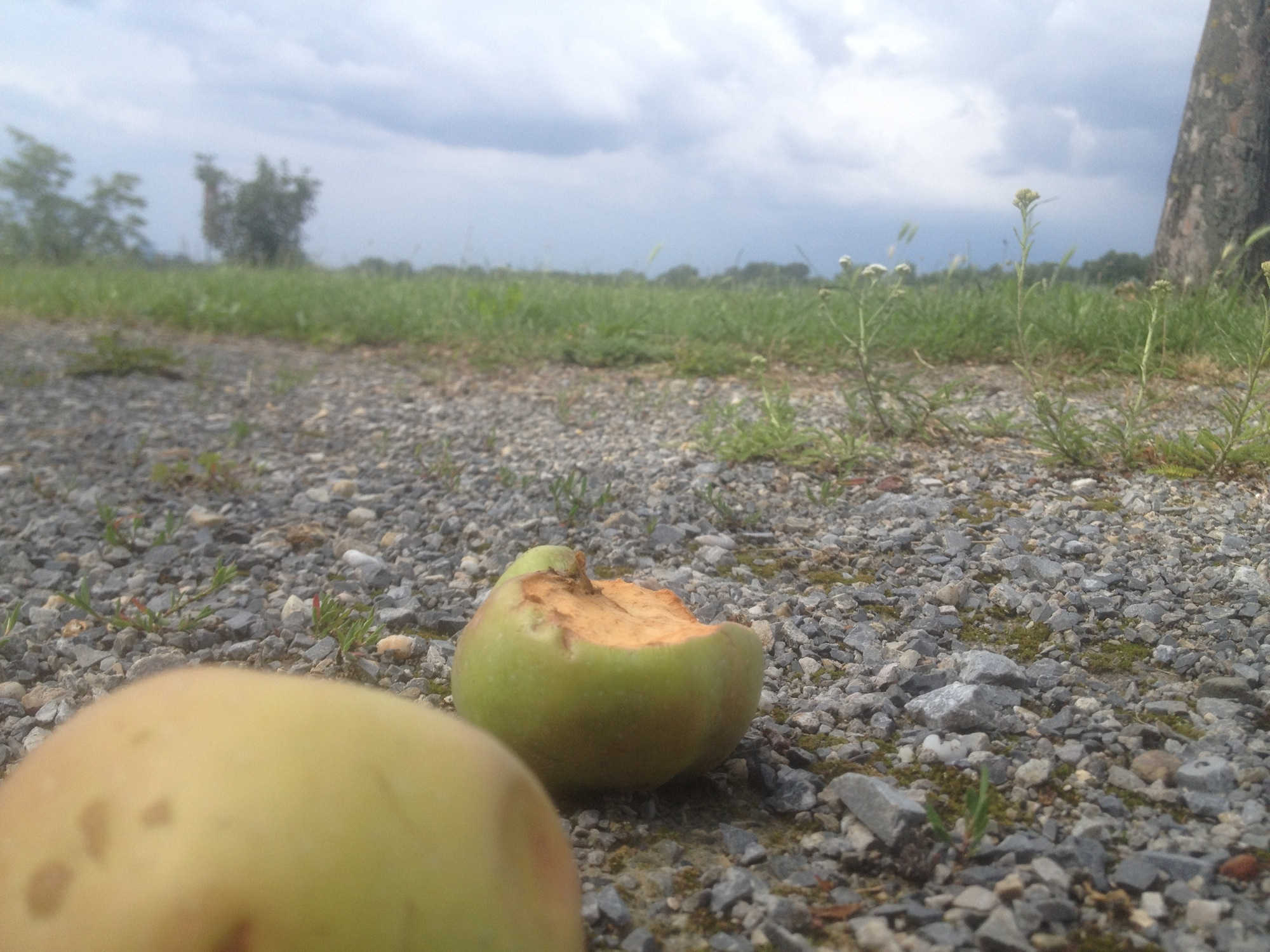 von Tieren angebissener Apfel im Vordergrund, dahinter Wiese und Wolken