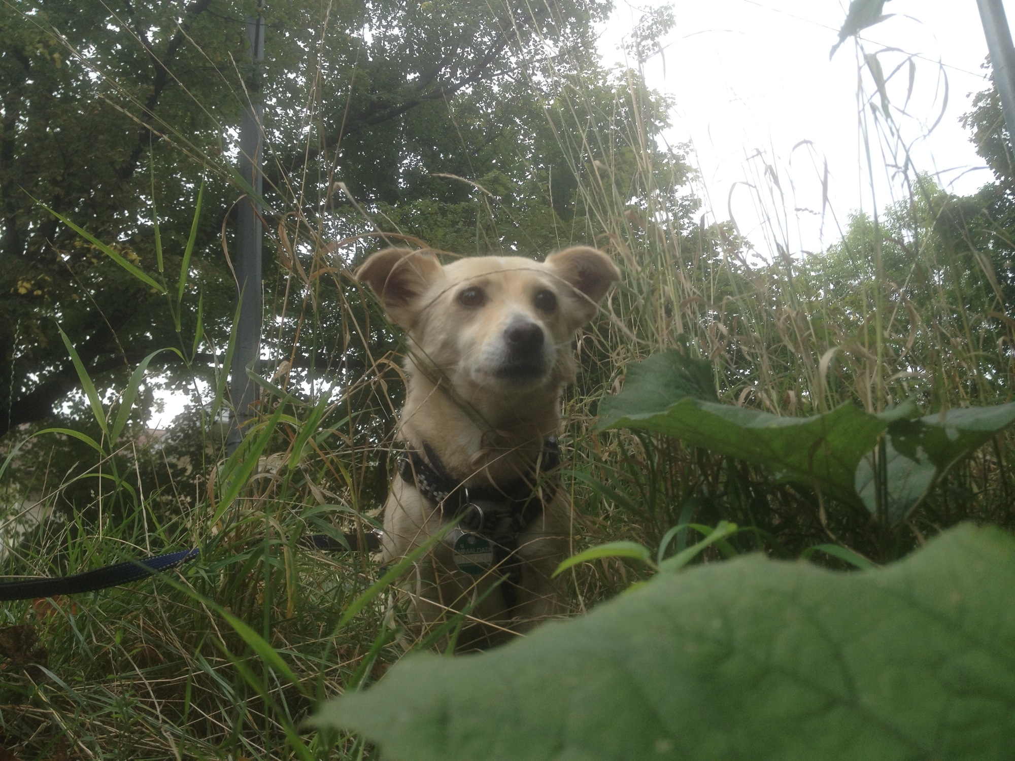 Hund Melly aus interessanter Perspektive