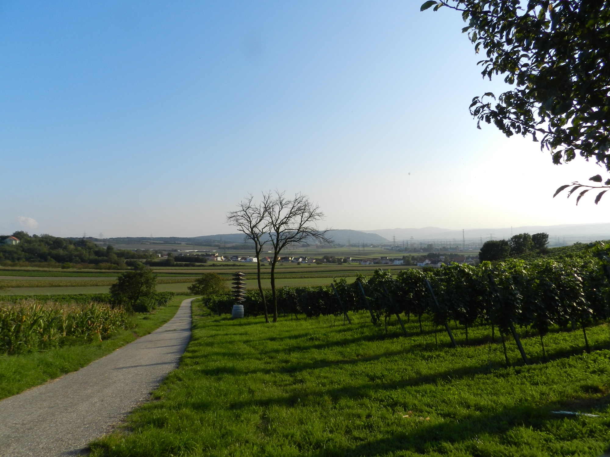 Ausblick über die Stettner Weinberge