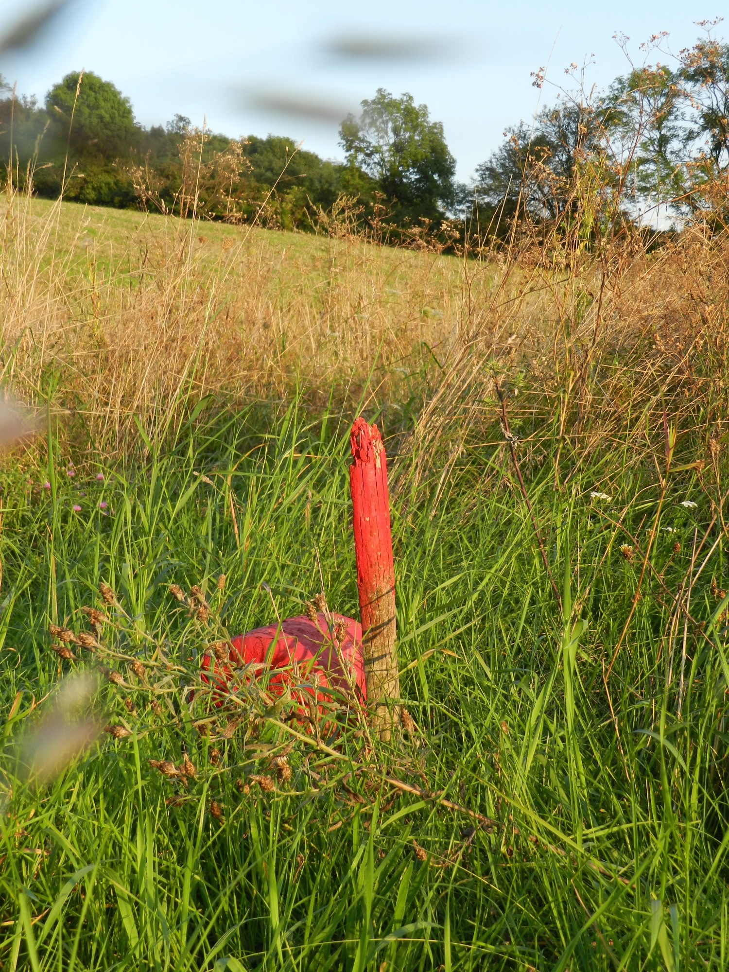 rot markierter Stein und Holzpflock in der Wiese