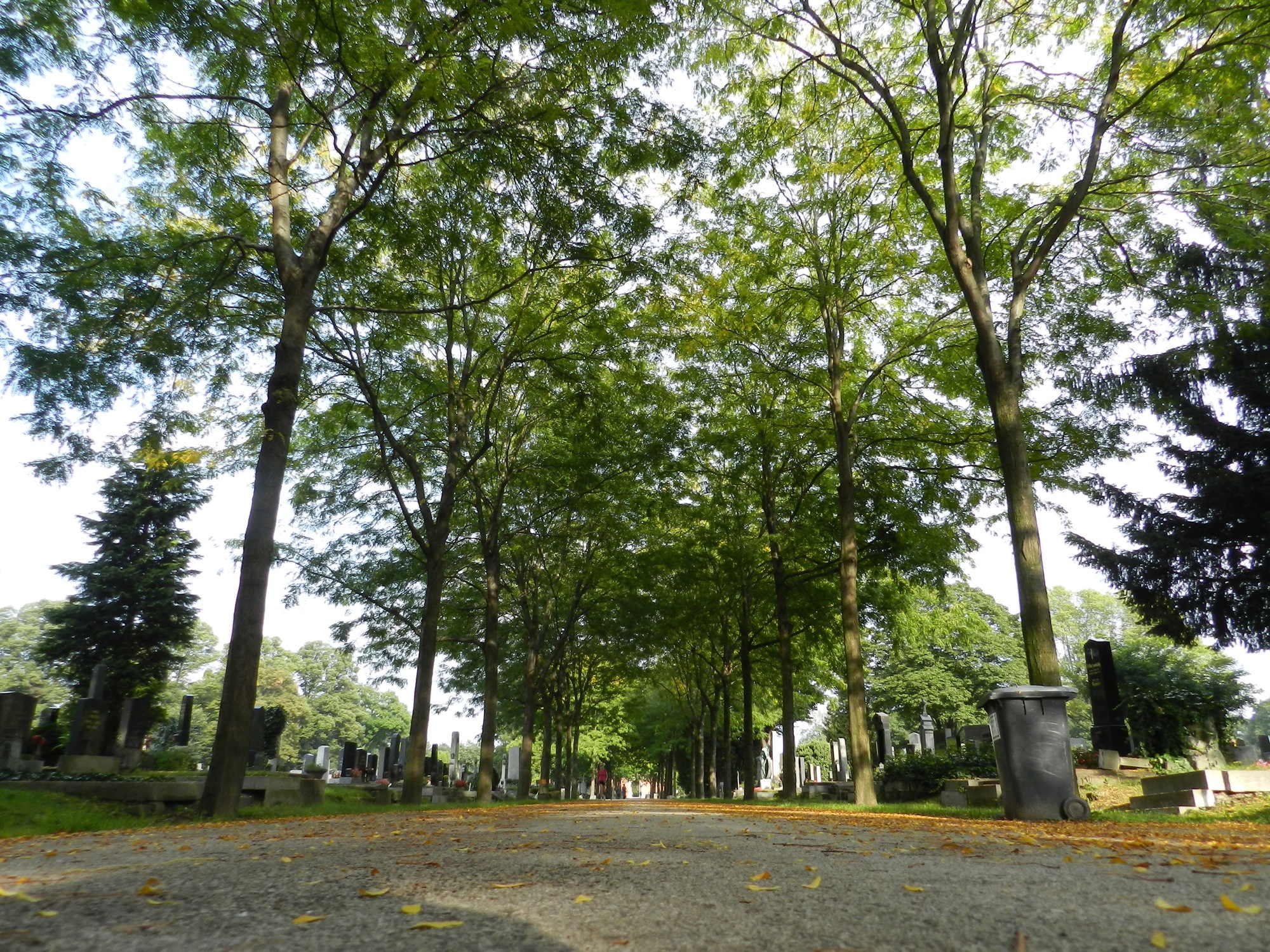 Herbstliche Allee am Zentralfriedhof aus der Froschperspektive