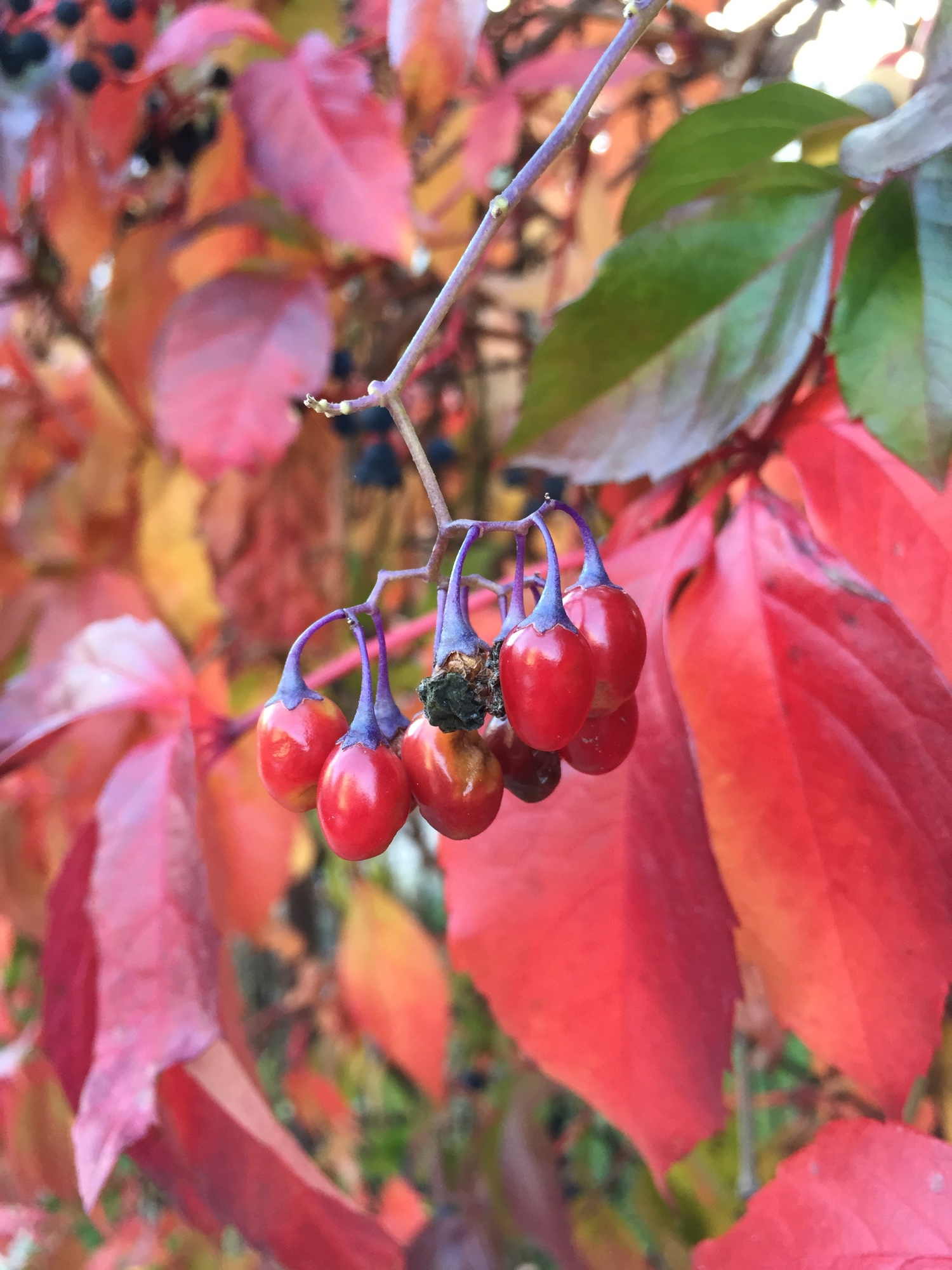 Herbstliche Blätter und Früchte
