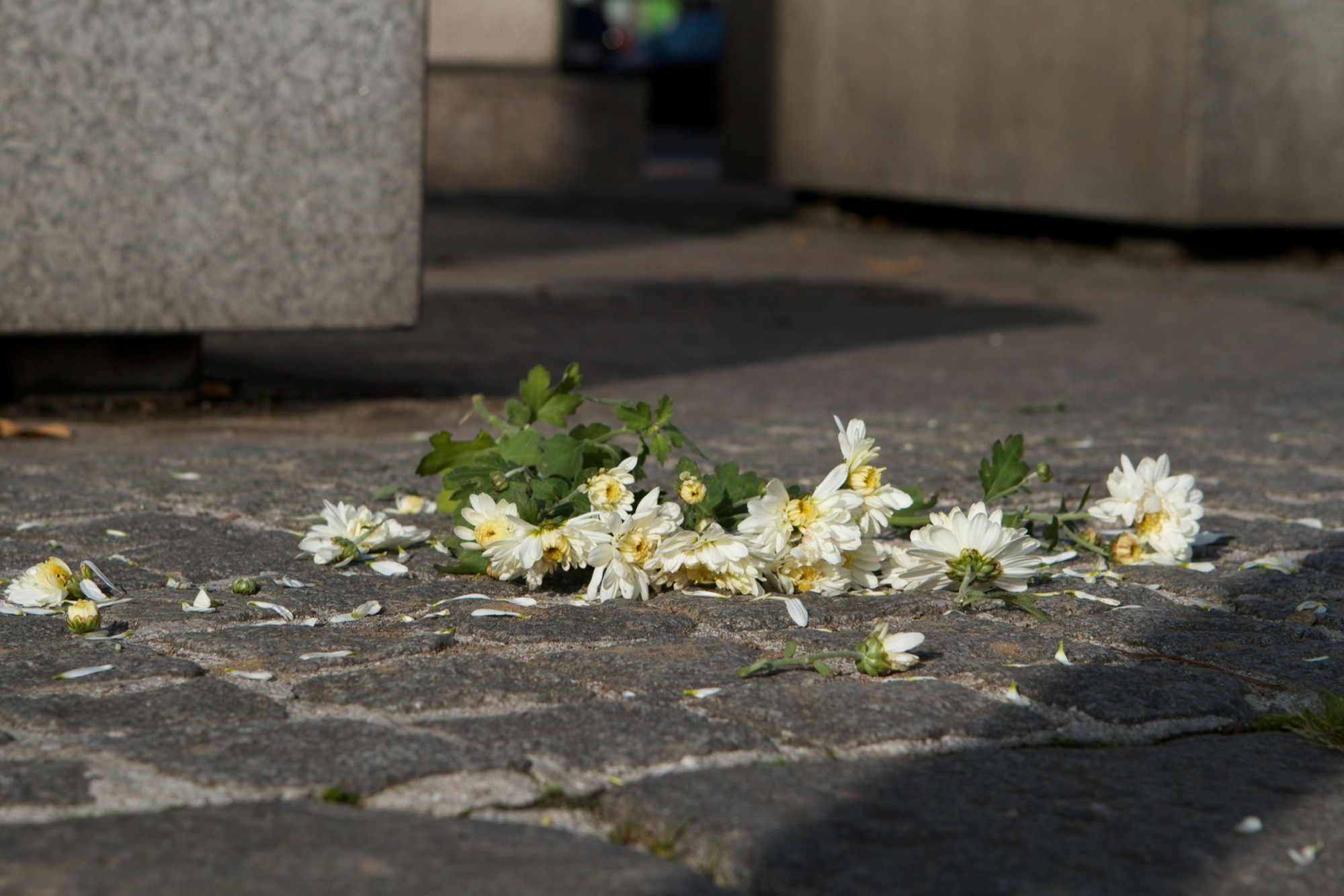 Allerheiligen: Blumenreste auf Pflastersteinen
