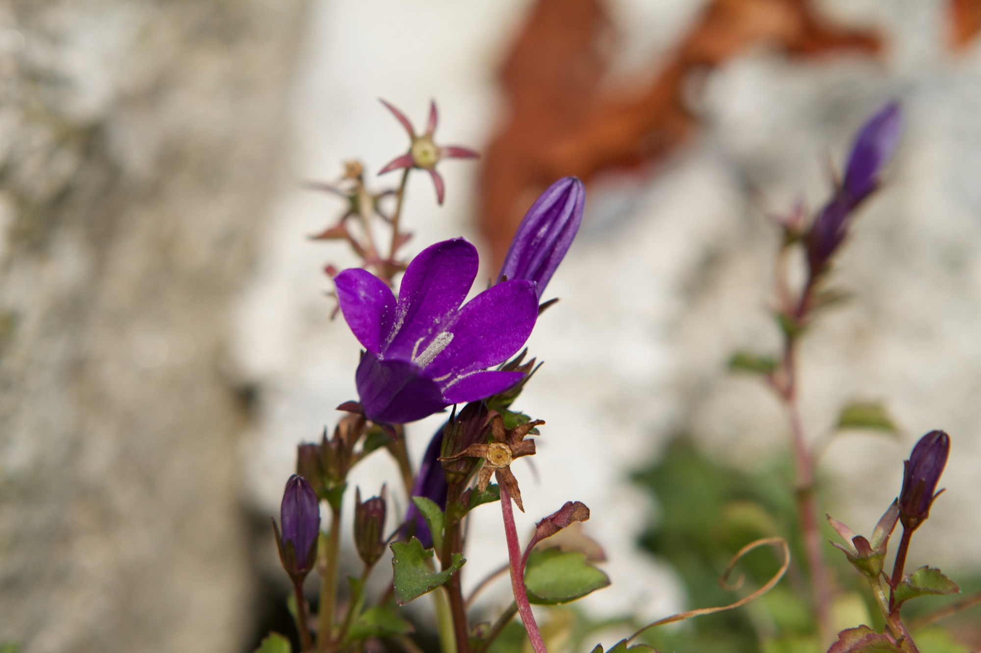 violette Blüte