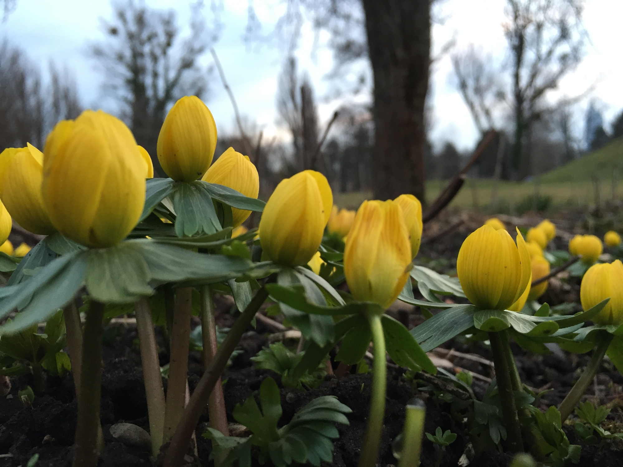 die ersten Frühlingsboten, kleine gelbe Blümchen