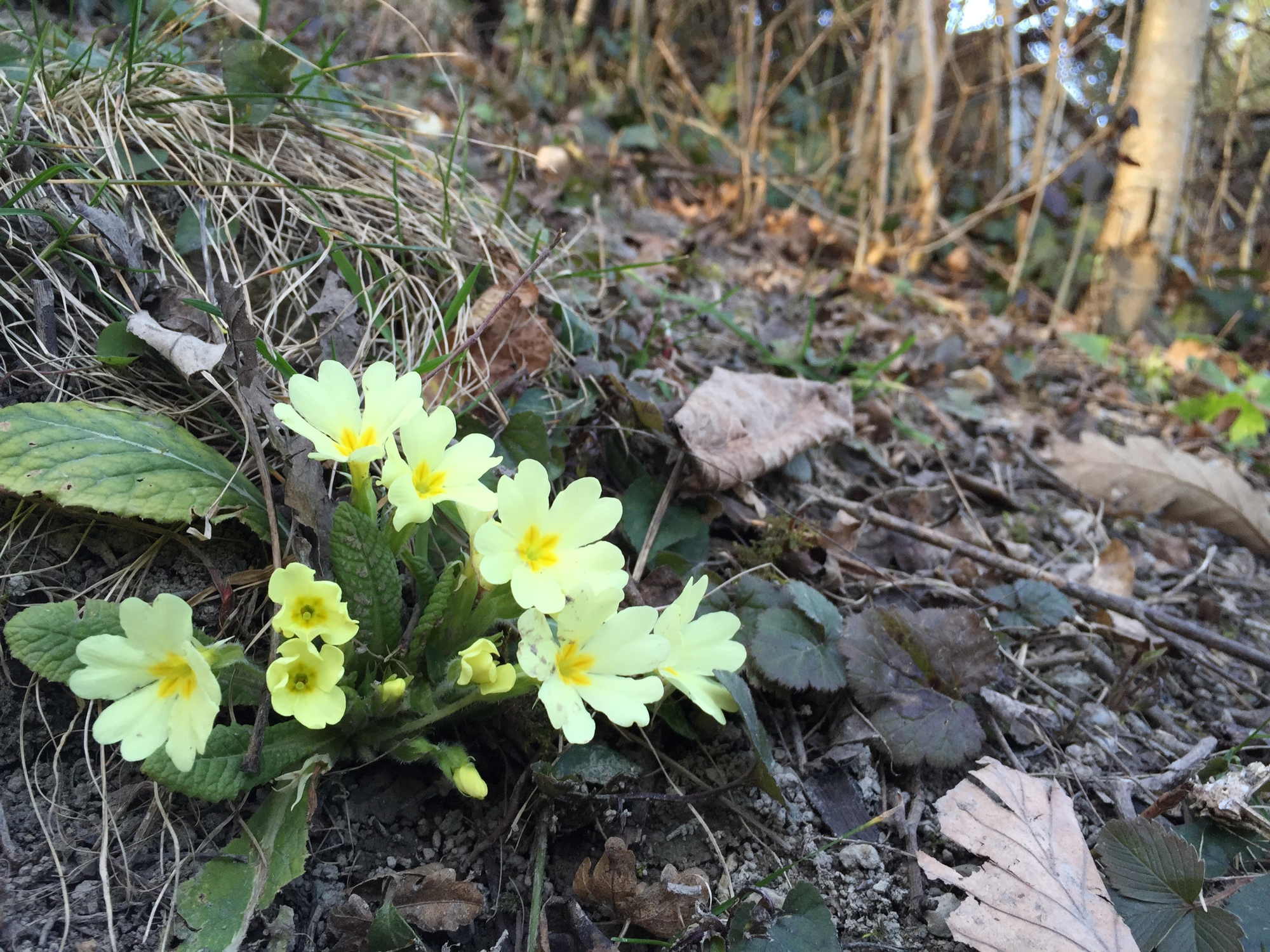 der Frühling schickt weitere gelbe Frühlingsboten