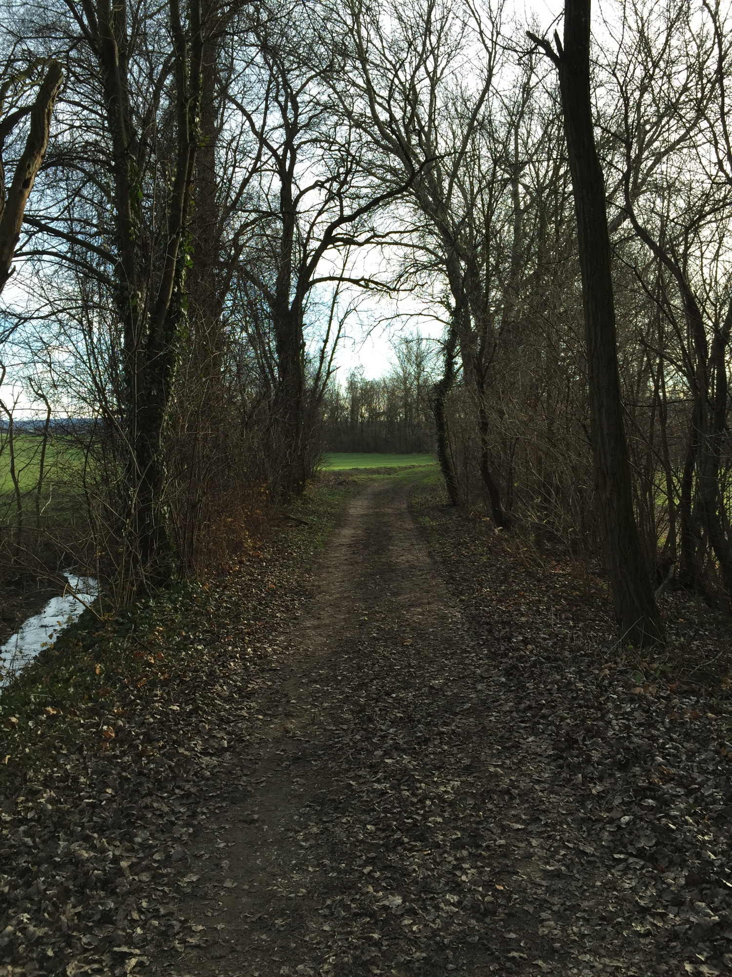 der Weg hinter dem Marienhof, Dezember 2014