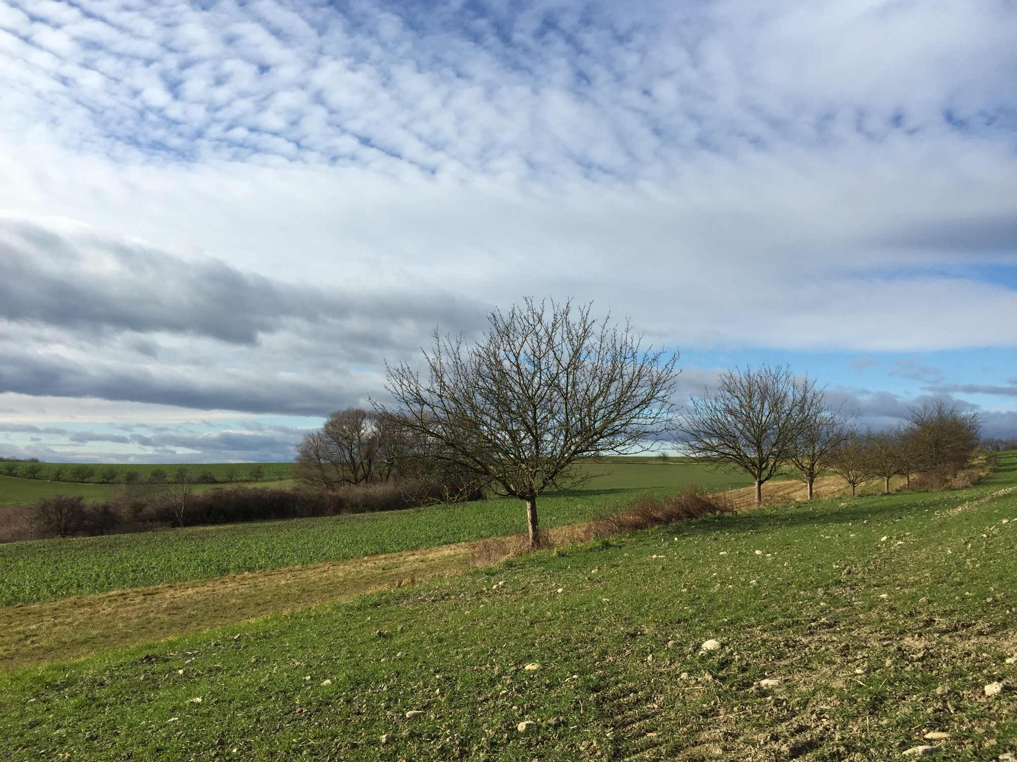Wintersonne und leicht bewölkter Himmel über den für Dezember viel zu grünen Spillerner Feldern