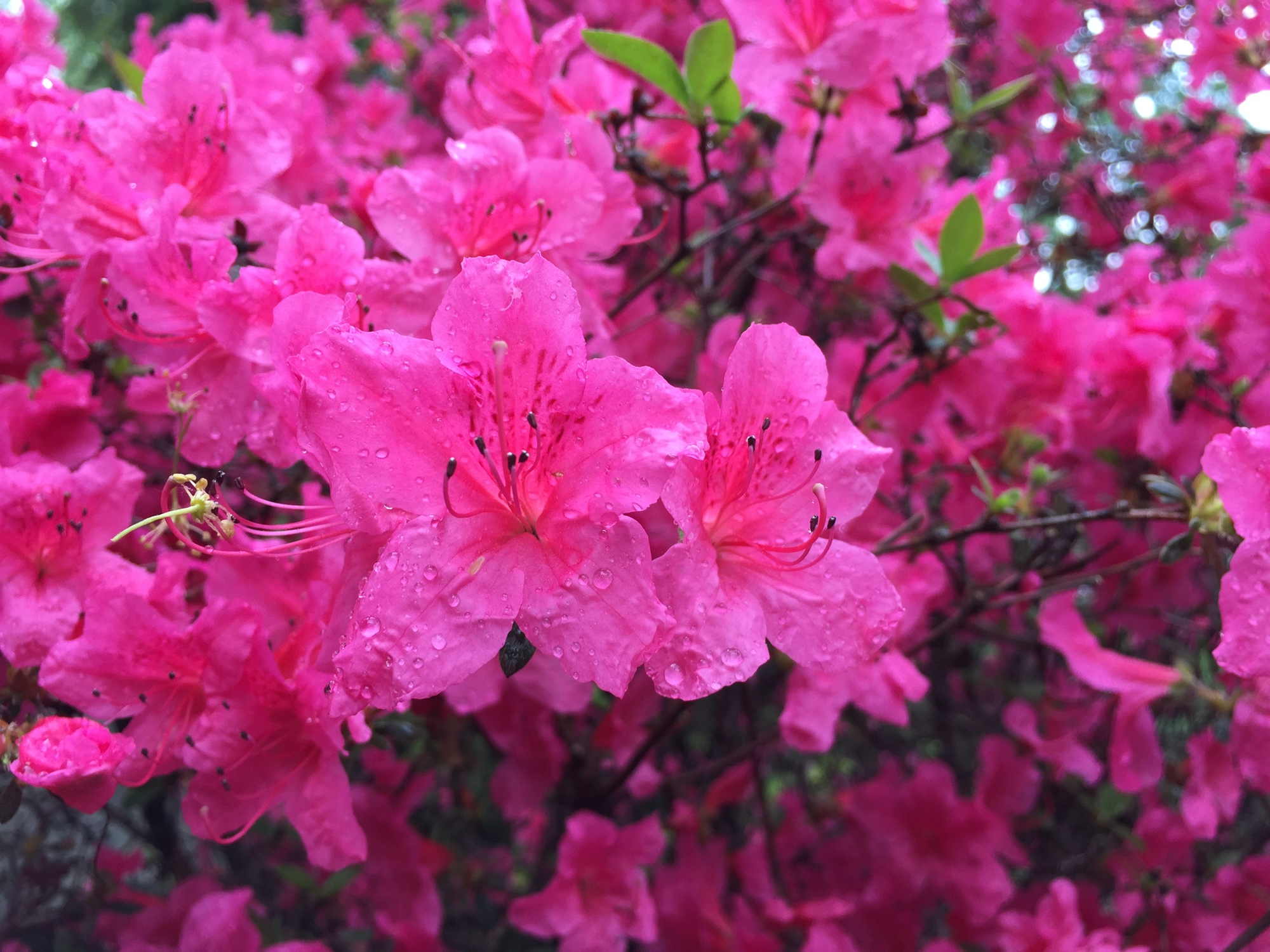 Detail, pink blühender Strauß nach dem Regenguss mit Regentropfen