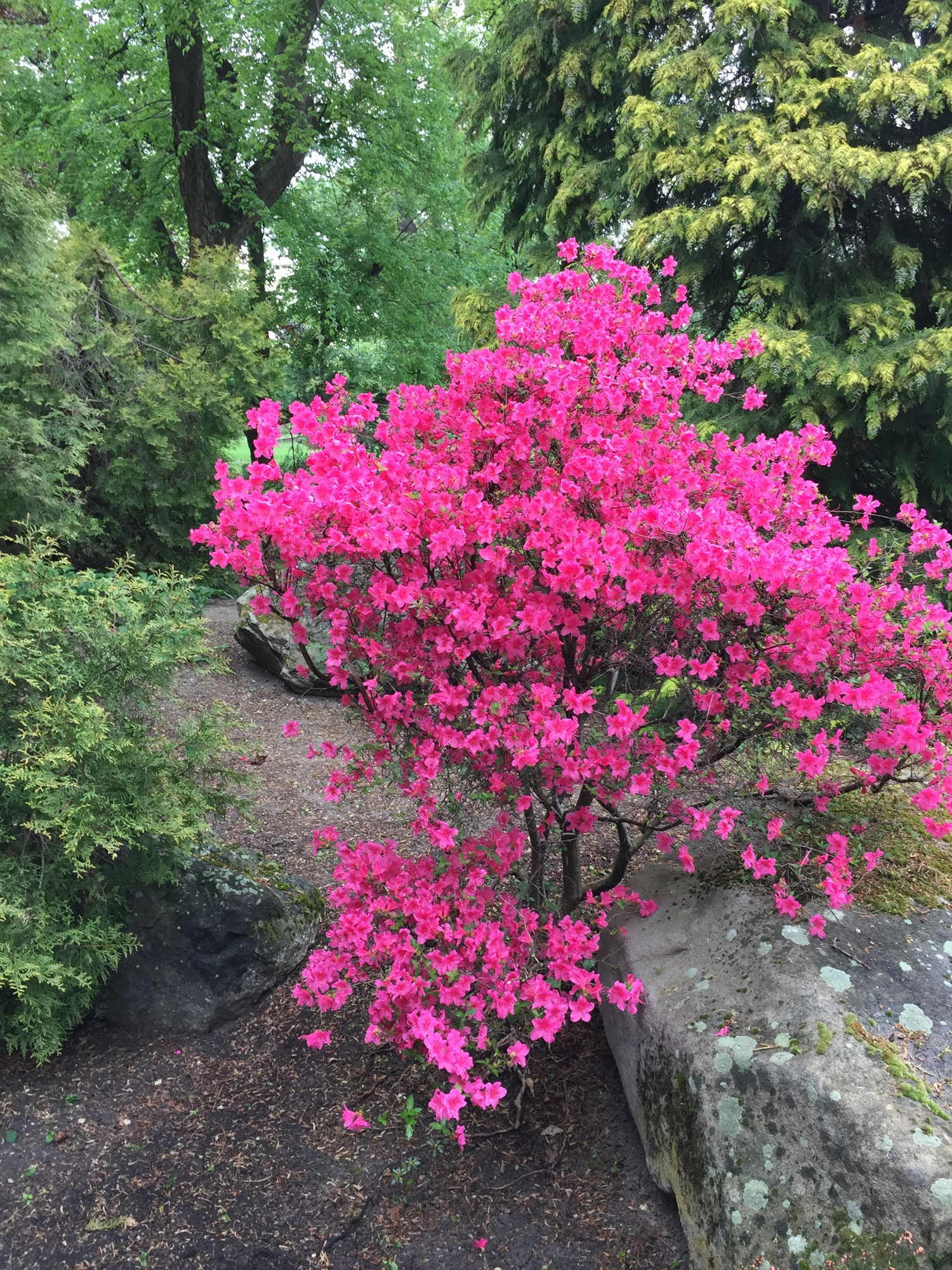 pink blühender Strauß mit Umgebung zur Verdeutlichung der schrägen Farbe