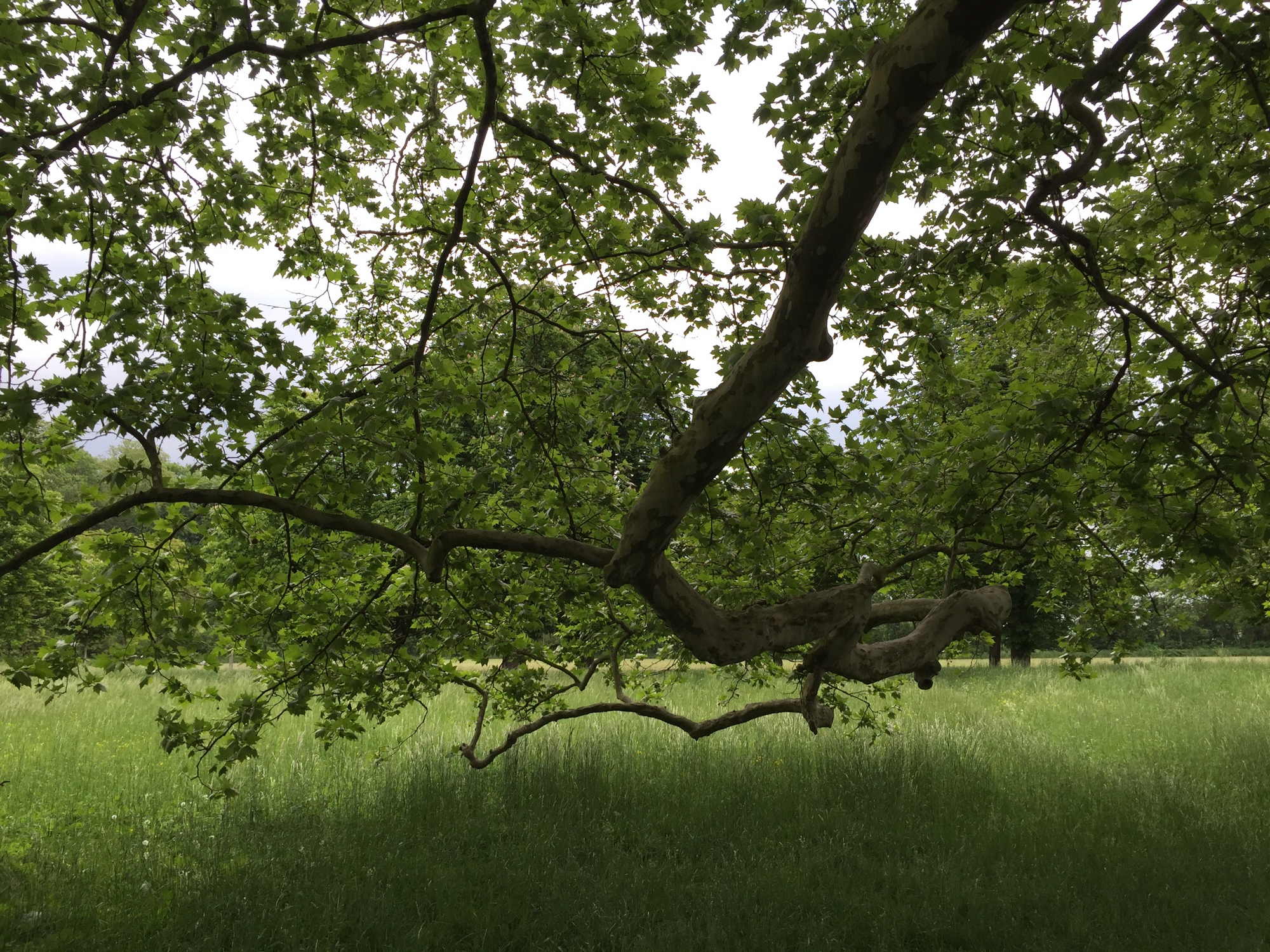 Ruhe unter der alten Platane