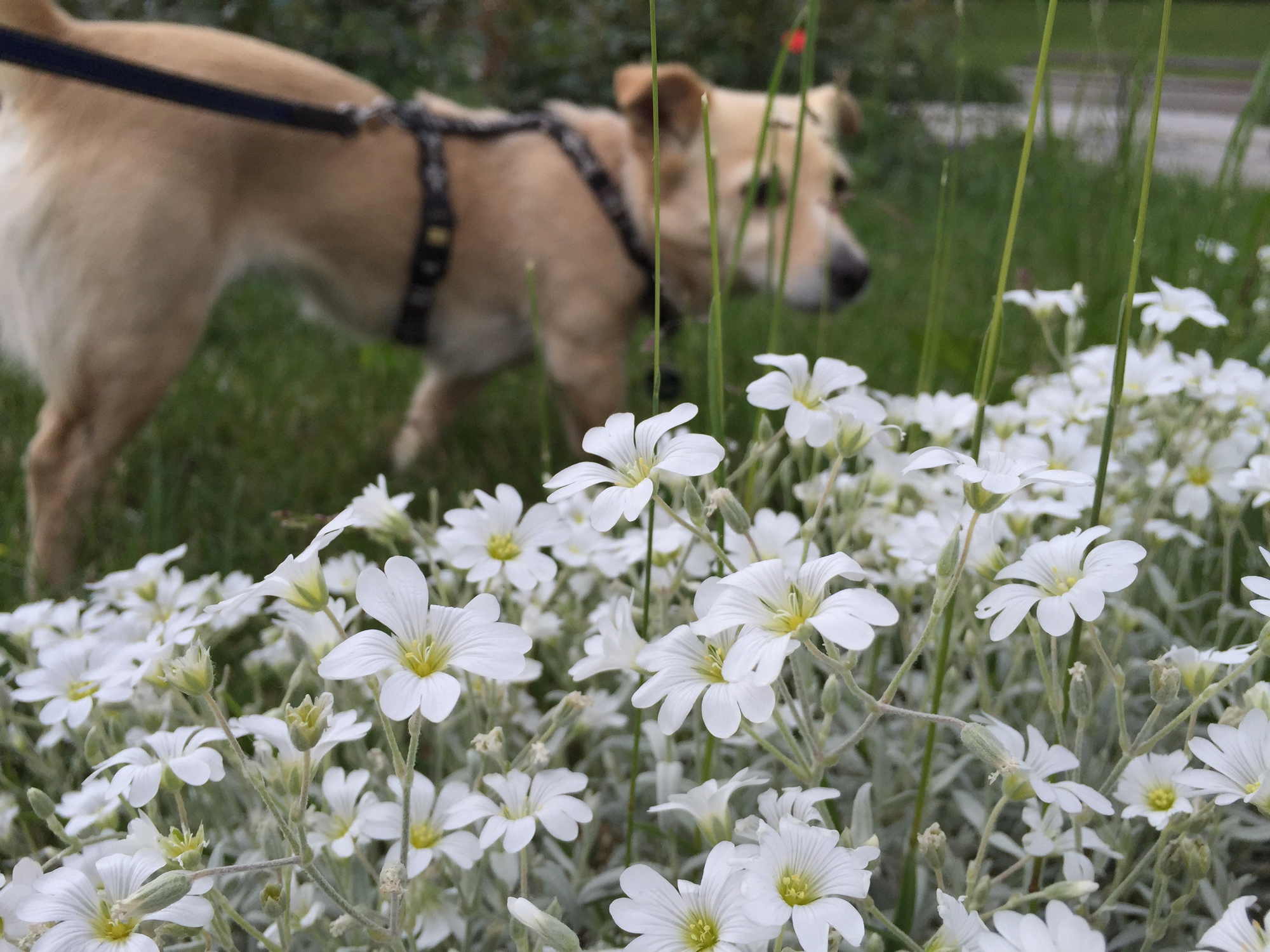 Melly, photobombing like a boss, hinter weißen Blümchen