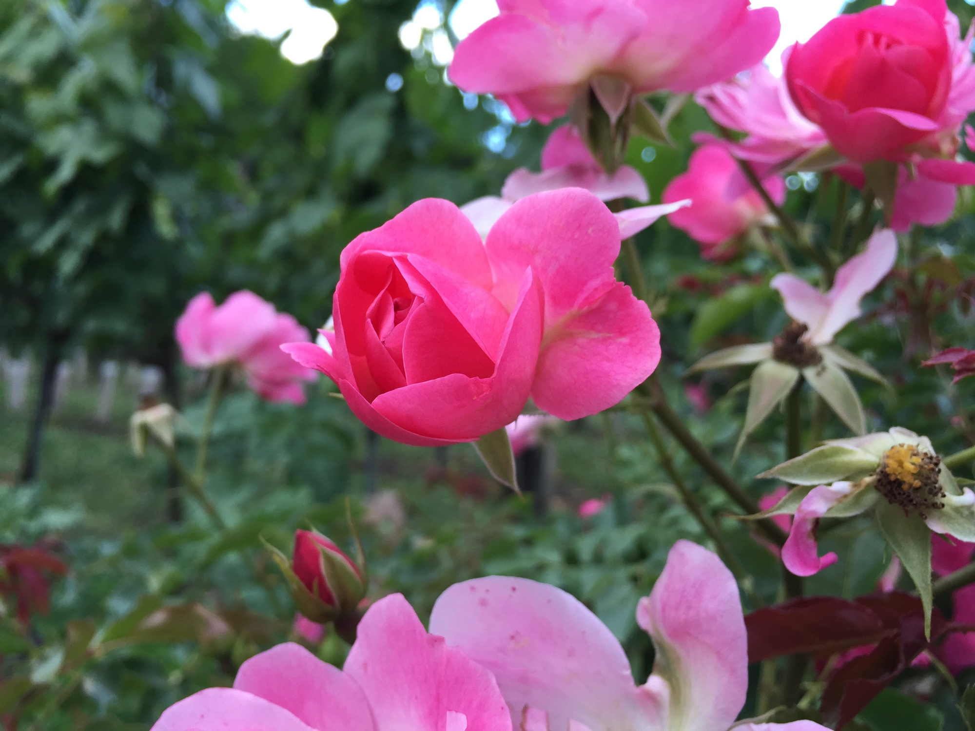 Röschen am Wegesrand