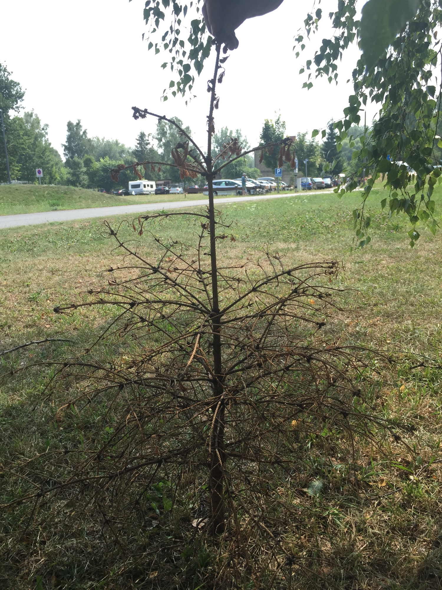 wörtlich genommener toter Baum