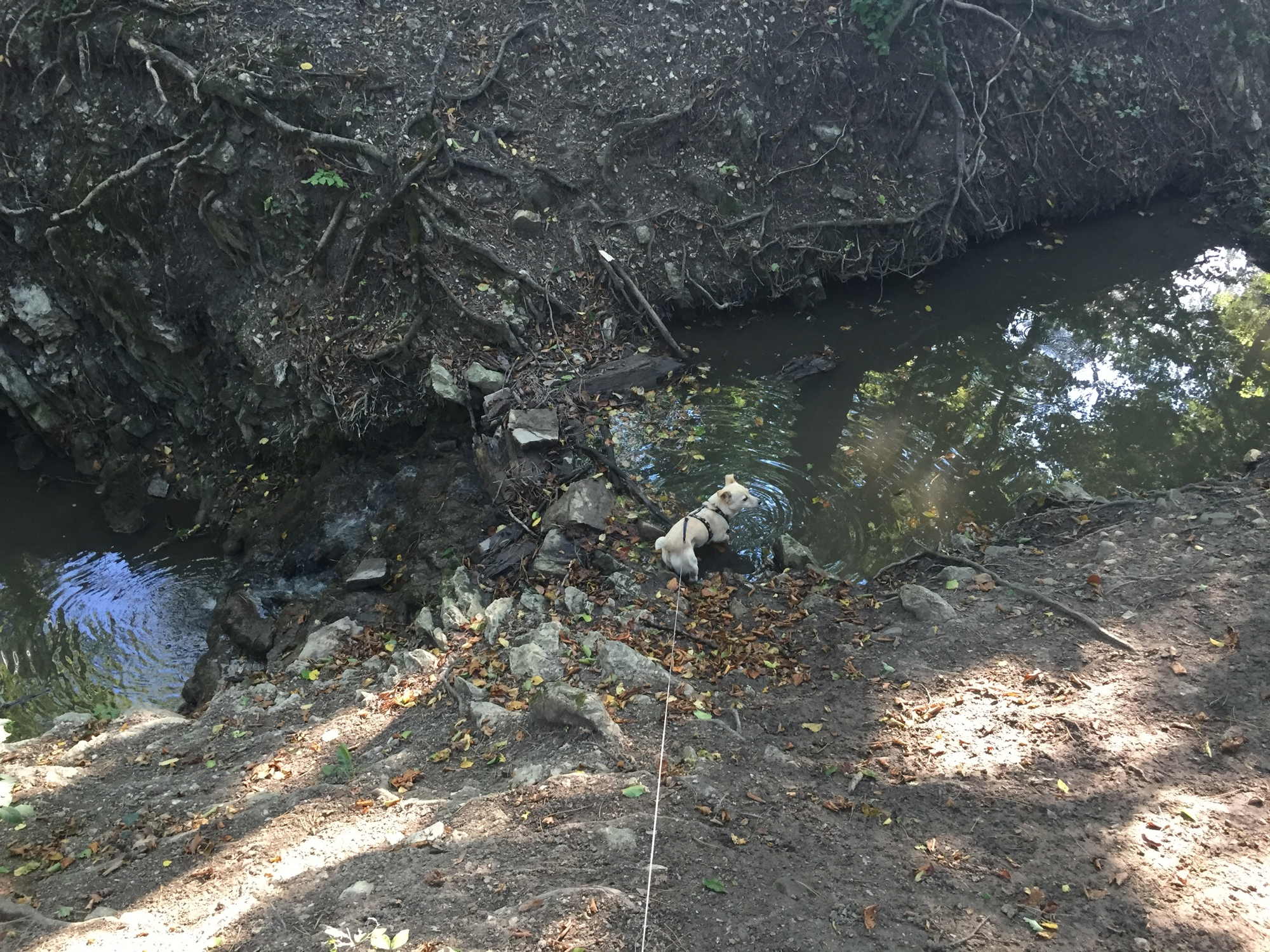 Cache-Dog Melly hüpft zur Abkühlung in den Eckbach