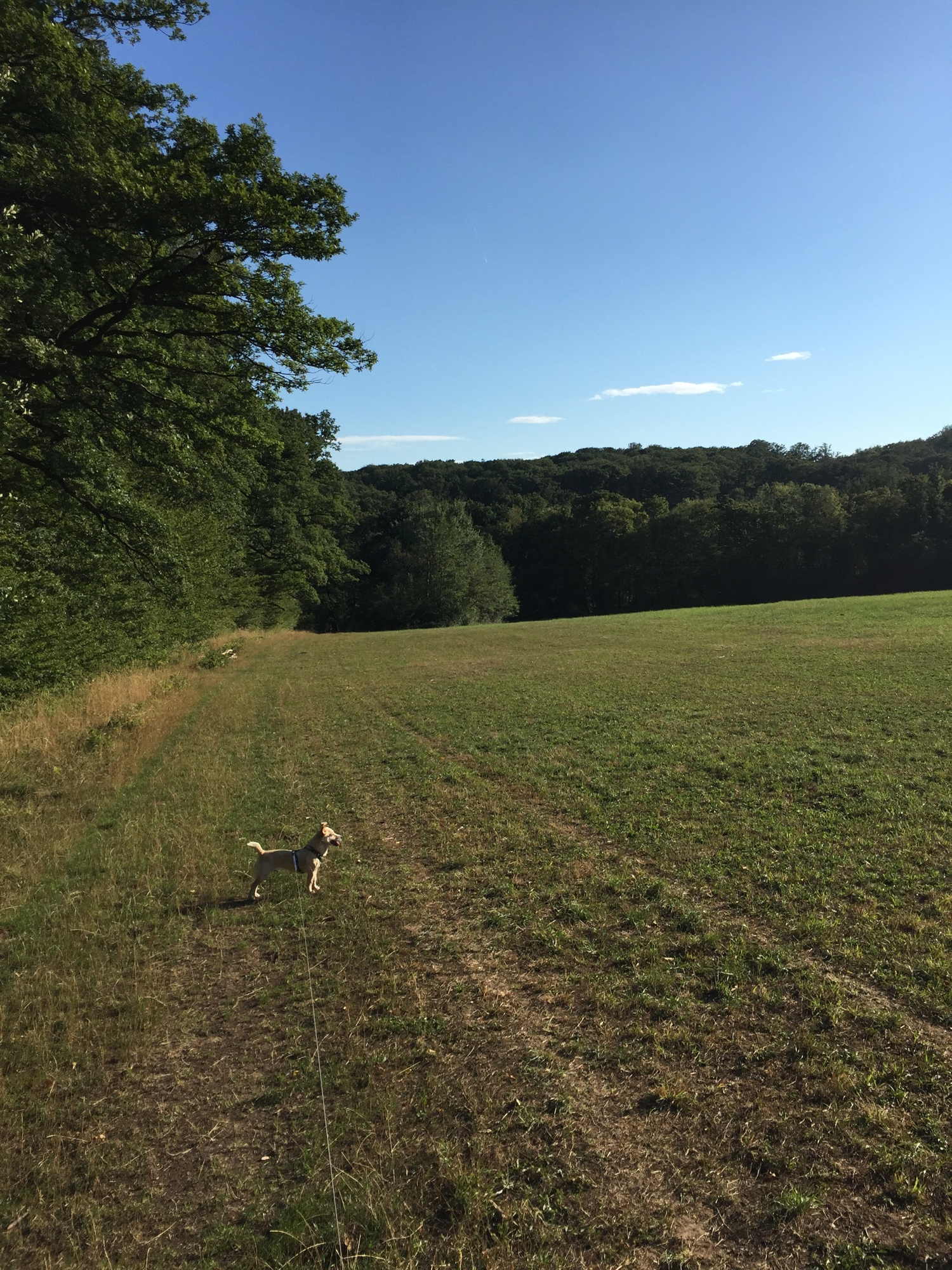 Melly looking at Stockwiese